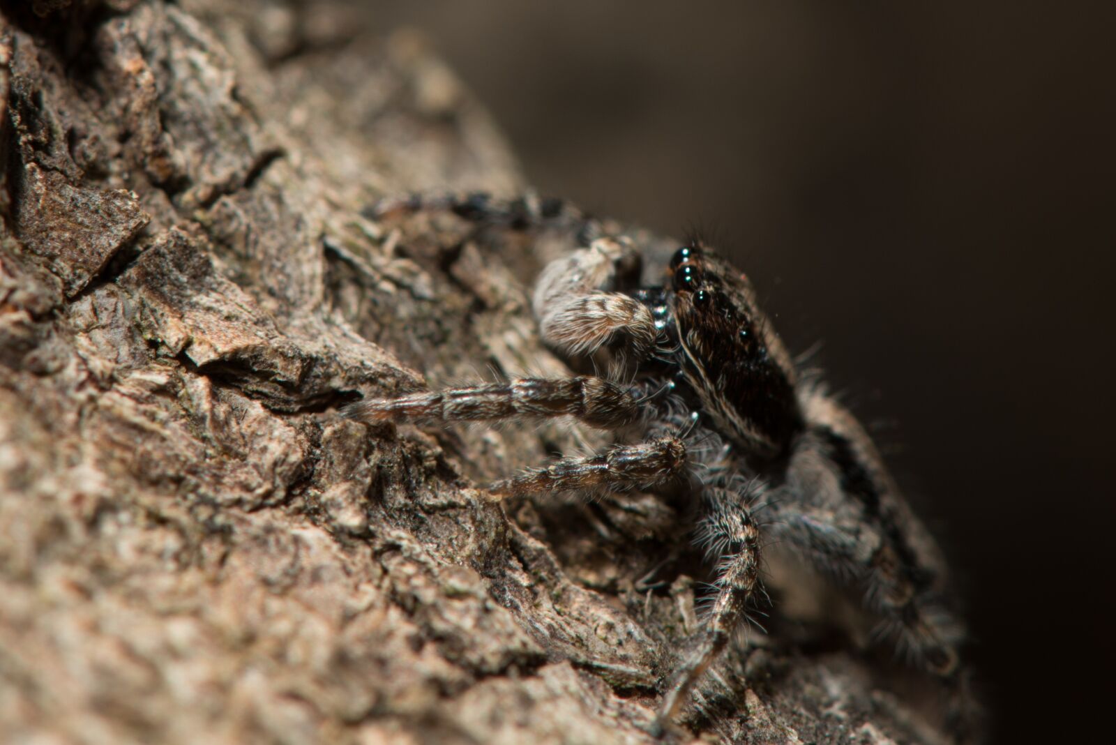 Nikon D800 sample photo. Jumping spider, macro, spider photography