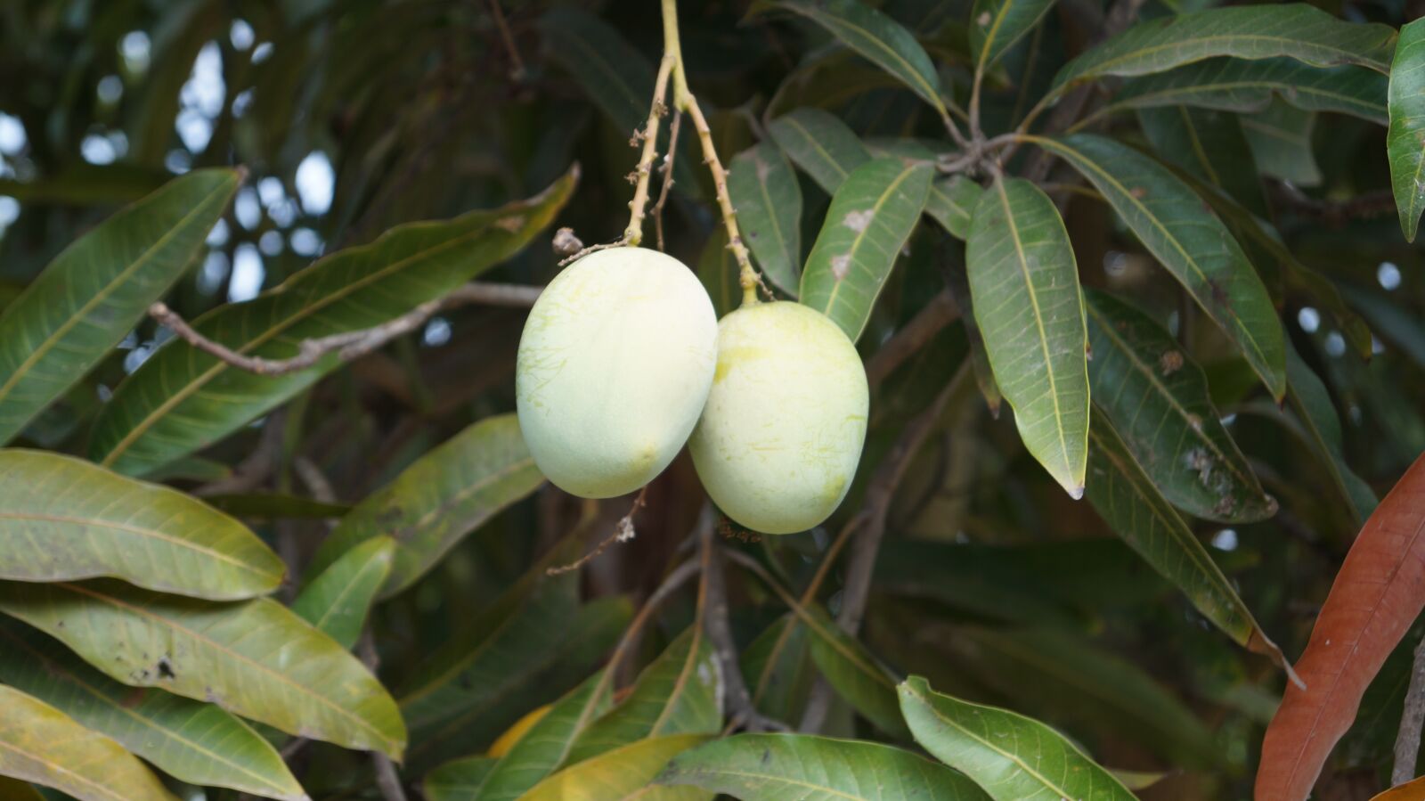 Sony DT 18-55mm F3.5-5.6 SAM II sample photo. Nature, tree, leaf photography