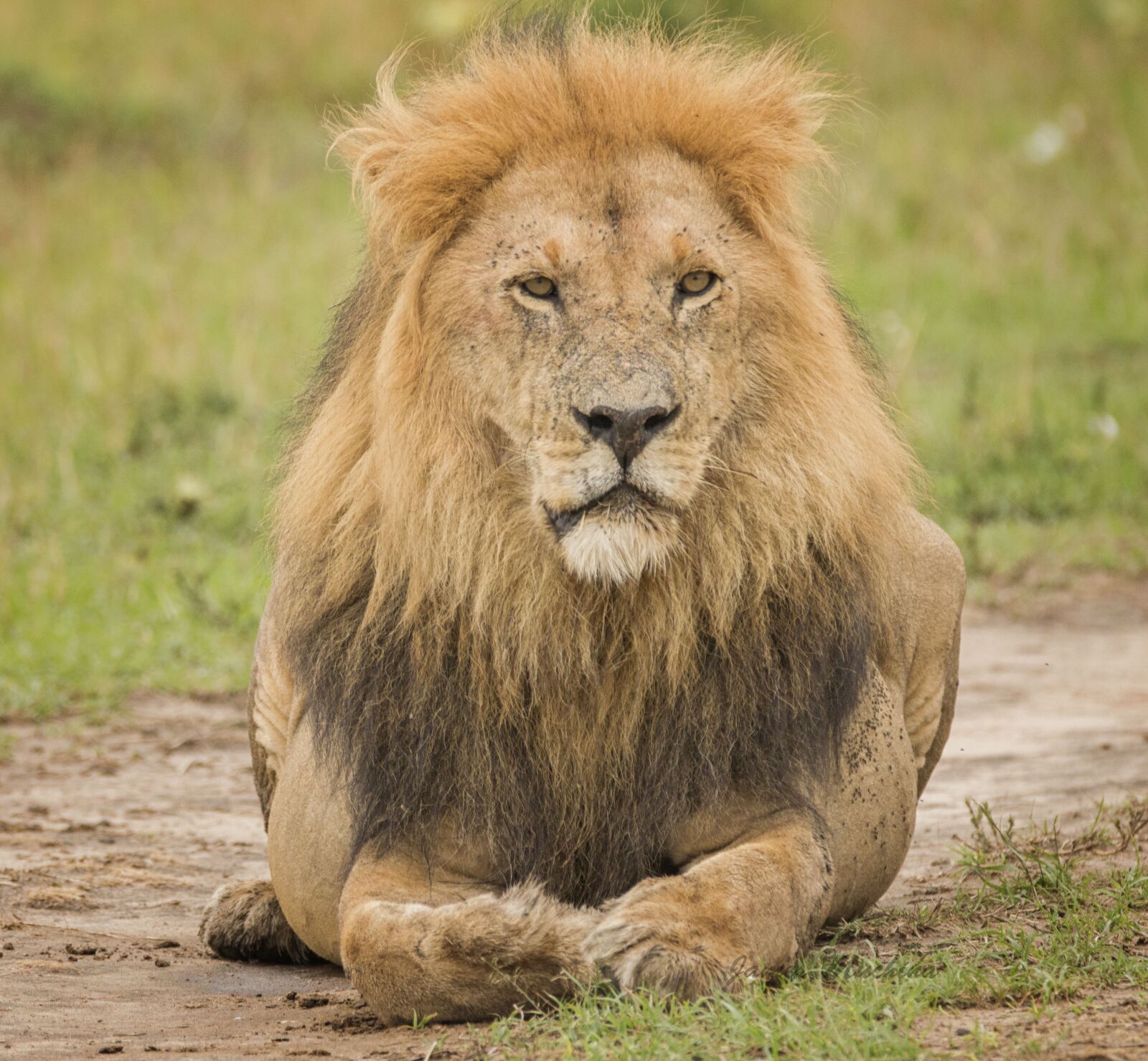 Nikon D3200 sample photo. Lion, mara lion, savannah photography