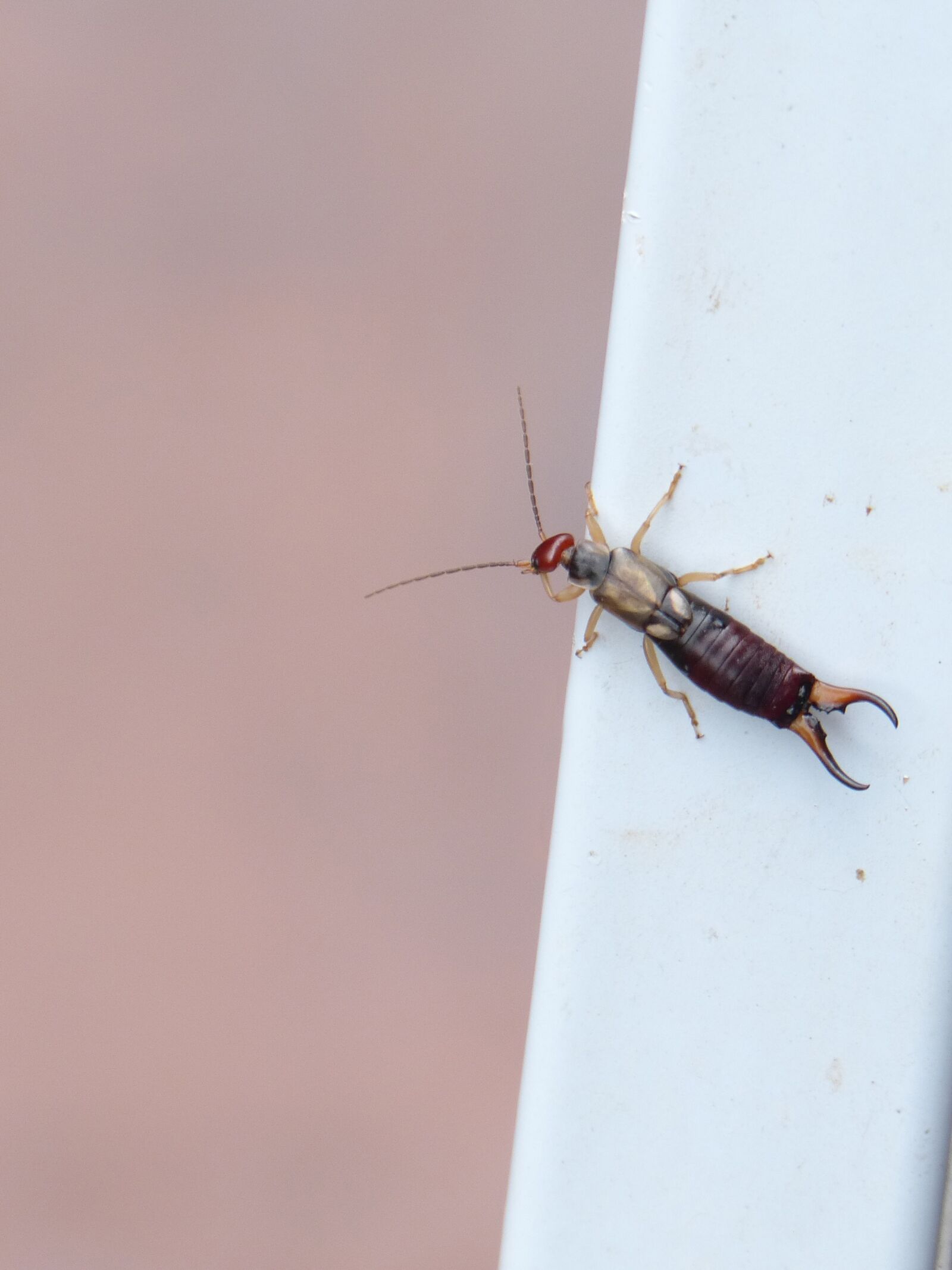 Panasonic DMC-FZ62 sample photo. Earwig, insect, dermaptera photography