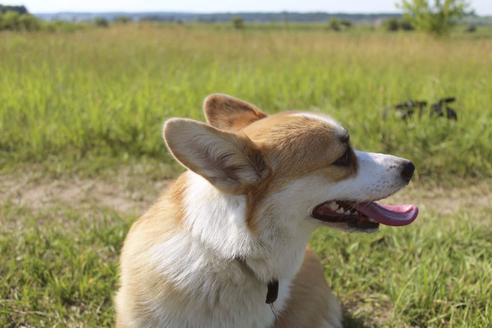 Canon EOS 4000D (EOS Rebel T100 / EOS 3000D) sample photo. Dog, corgi, animals photography