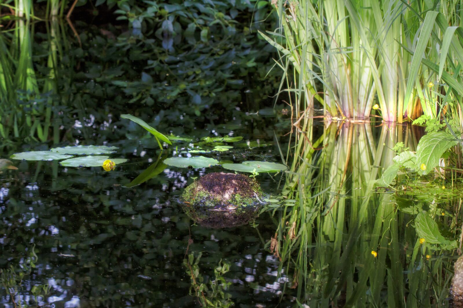 Canon EOS 50D sample photo. Lake, pond, water photography