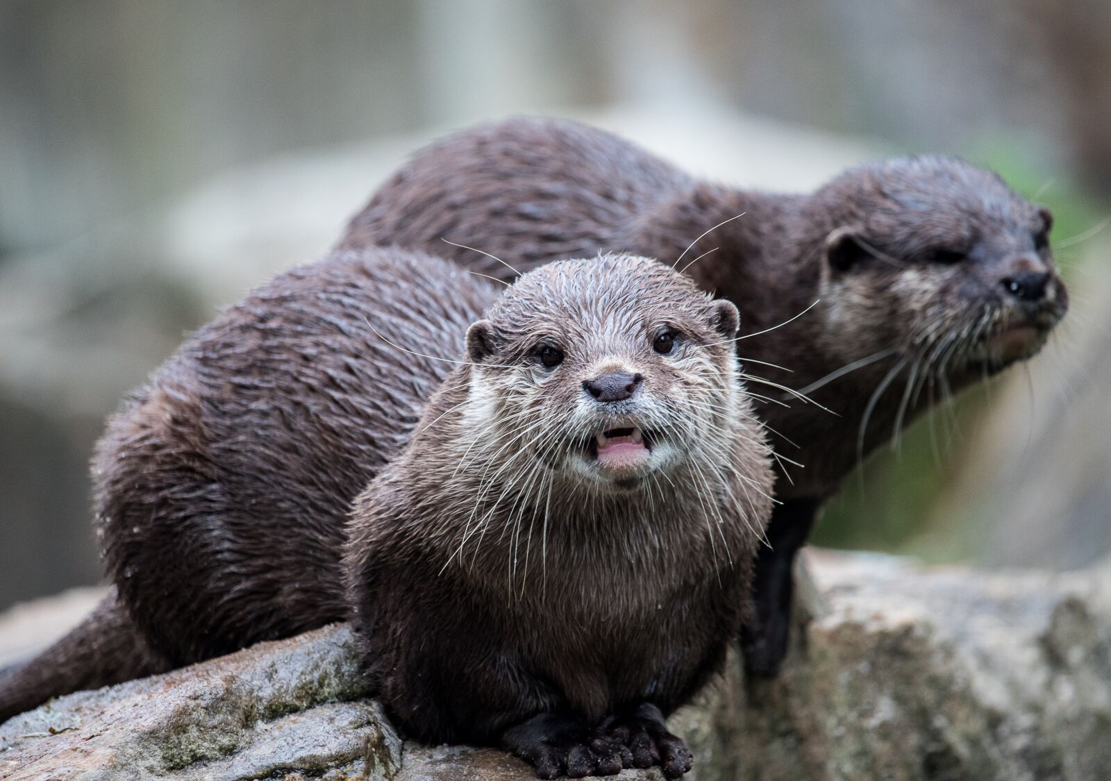 Canon EF-S 55-250mm F4-5.6 IS STM sample photo. Otter, mammal, rodent photography
