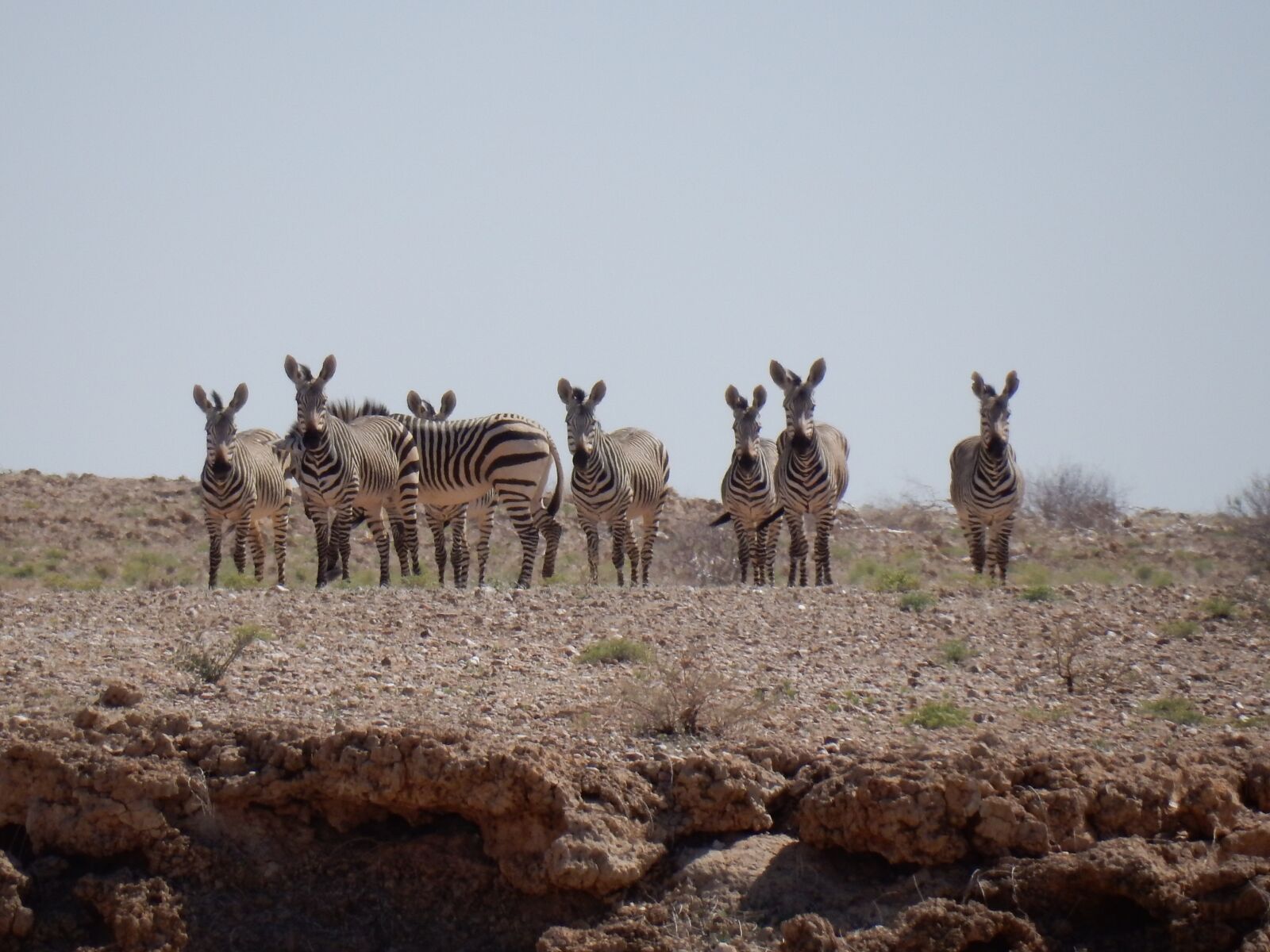 Nikon Coolpix S9900 sample photo. Mountain zebra, zebra, desert photography