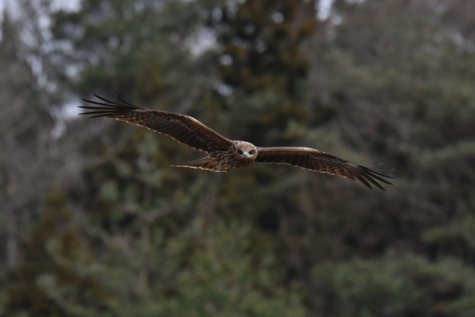 Nikon D7200 sample photo. Animal, forest, bird photography