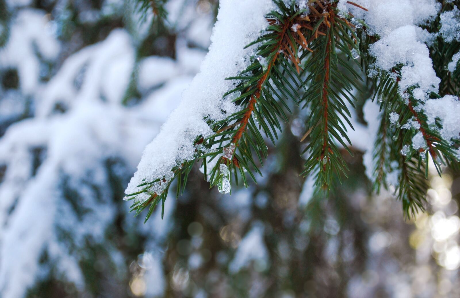 Nikon D60 sample photo. Branch, spruce, snow photography