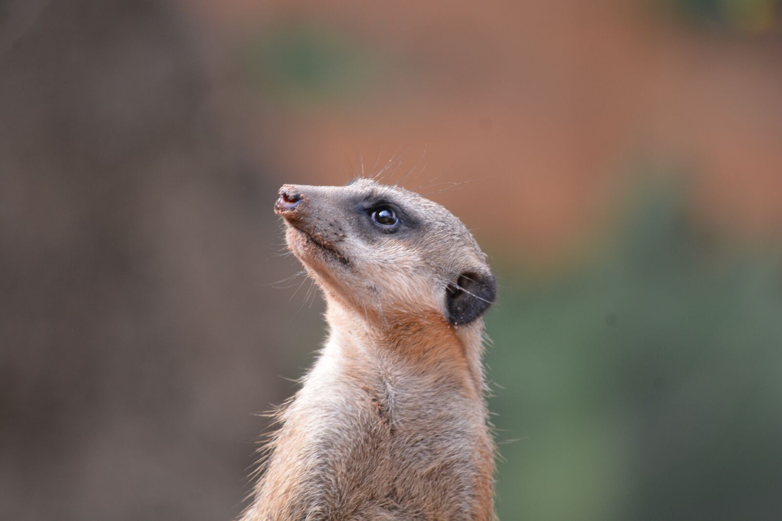 Nikon D7100 sample photo. Meerkat, zoo, enclosure photography