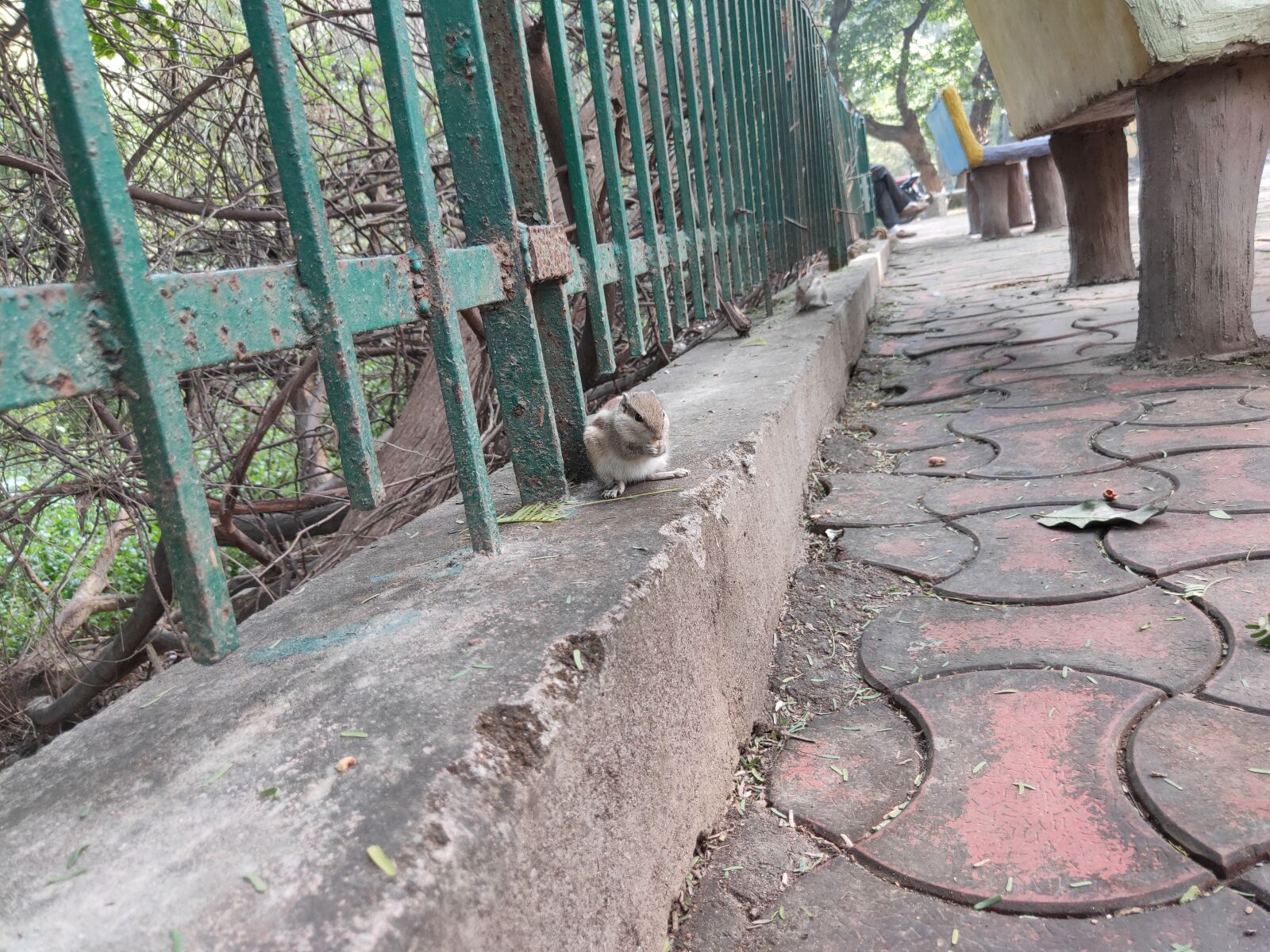Realme 3 PRO sample photo. Squirrel, eating, nuts photography