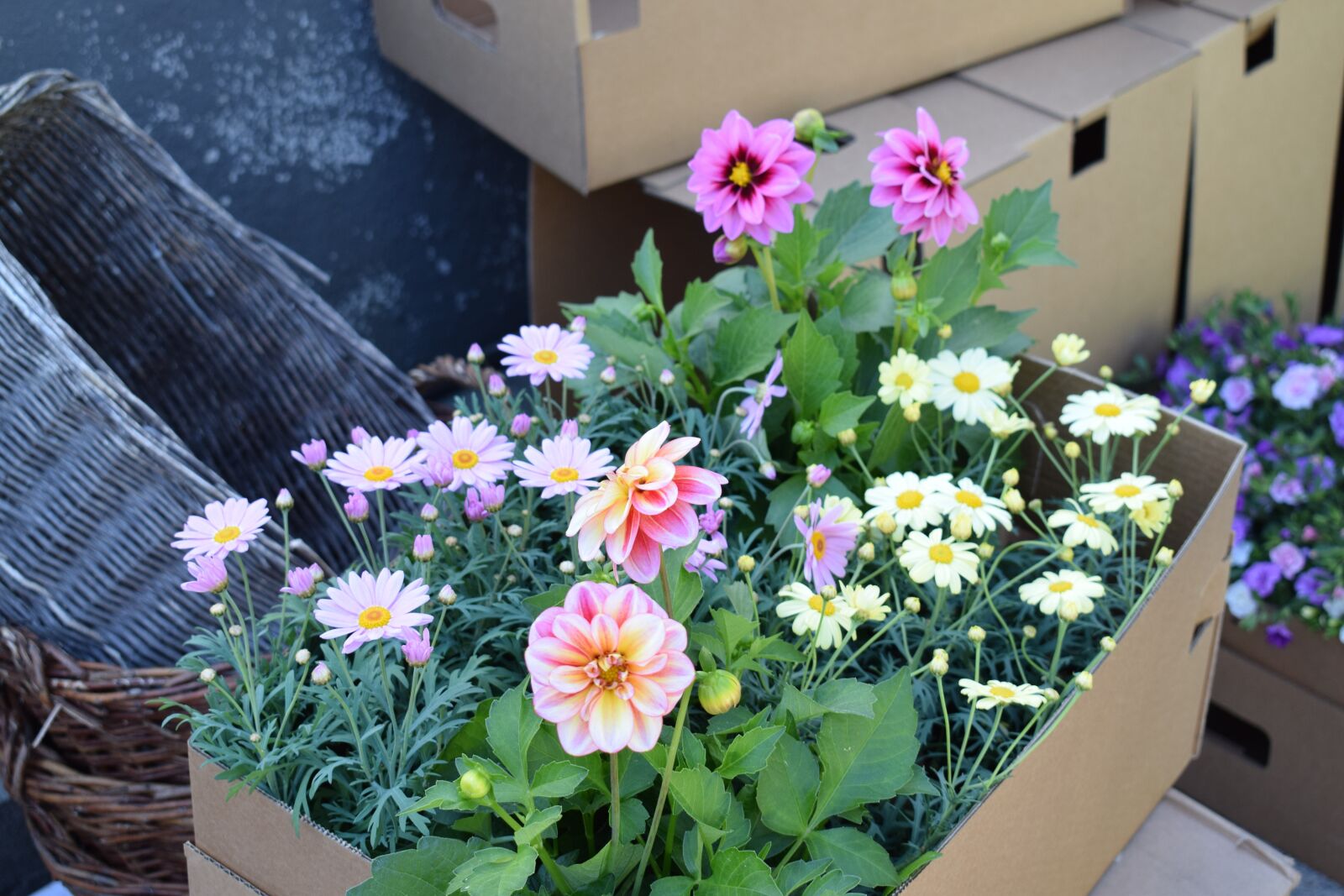 Nikon D3300 sample photo. Dahlia, pink, garden photography