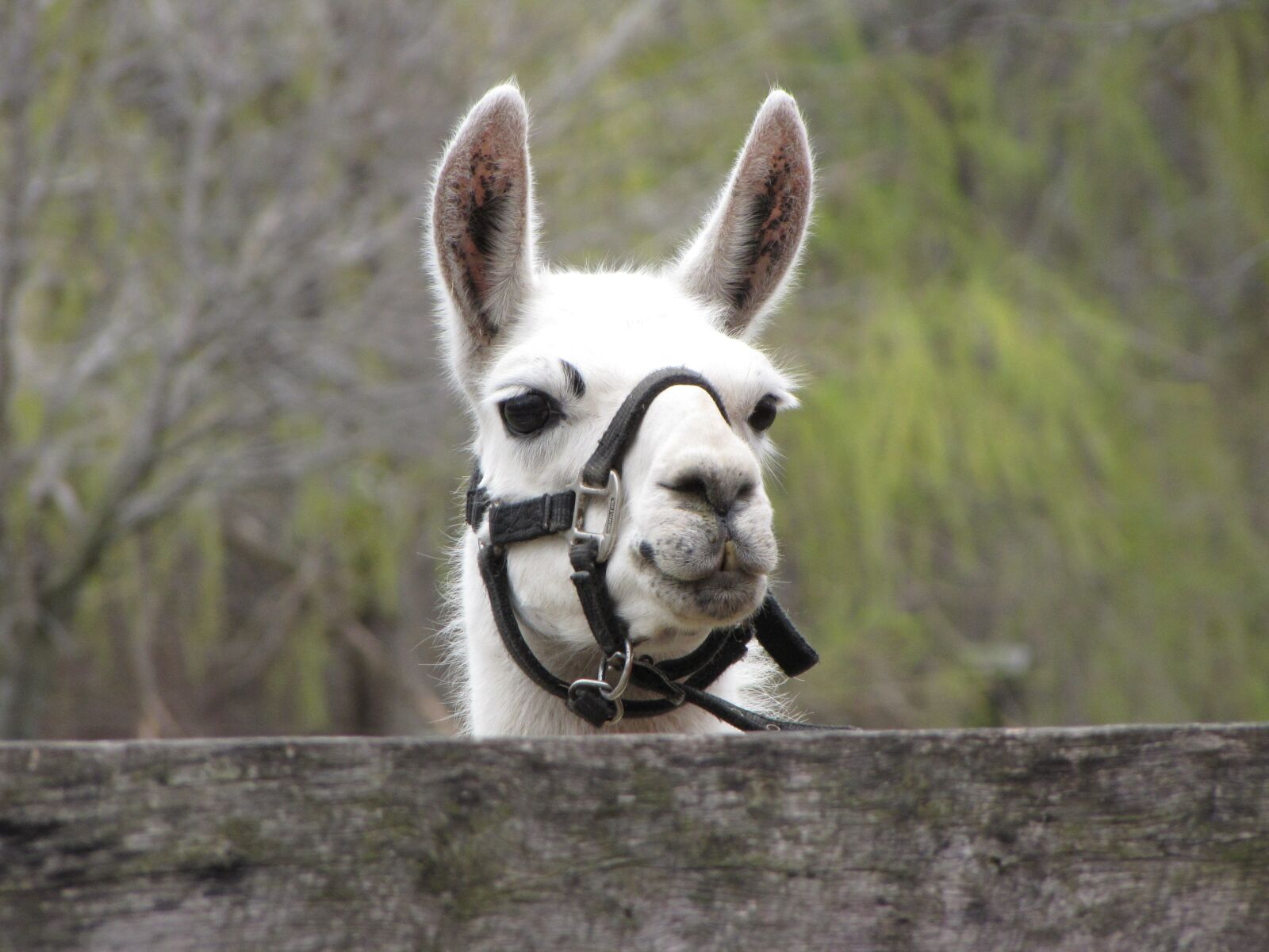 Canon PowerShot SX10 IS sample photo. Llama, animal, petting zoo photography