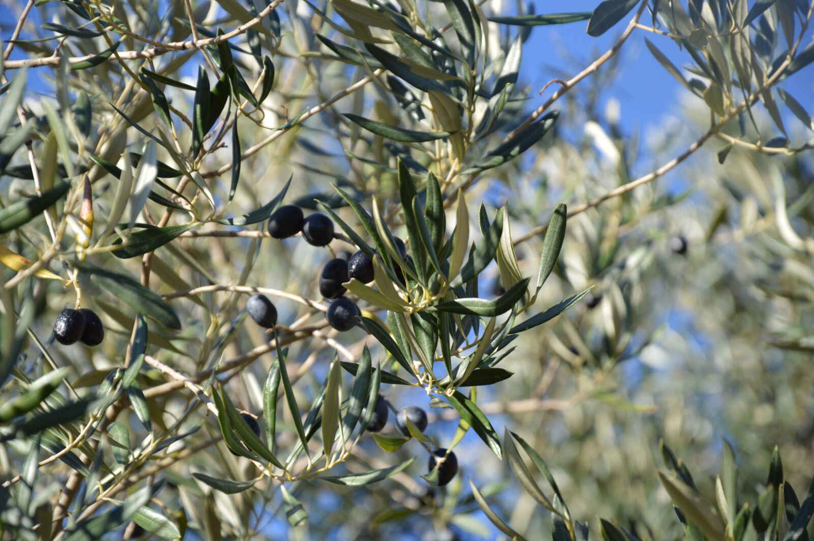Nikon D3200 sample photo. Olivier, olives, black olives photography