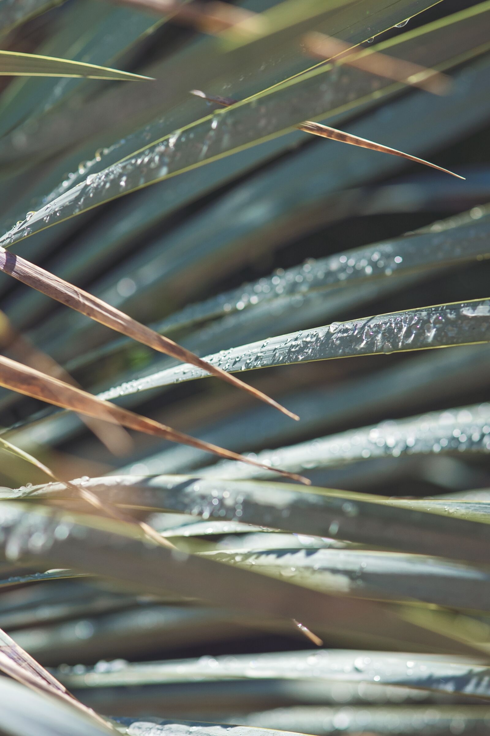 Nikon D750 sample photo. Droplet, water, leaf photography