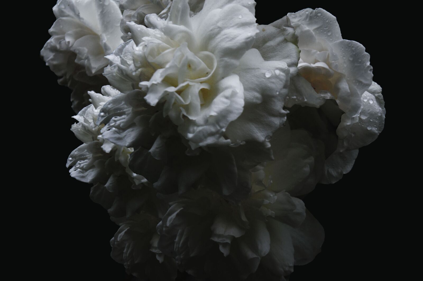 Sony Alpha NEX-3 + Sony E 18-55mm F3.5-5.6 OSS sample photo. Roses, white, flowers photography