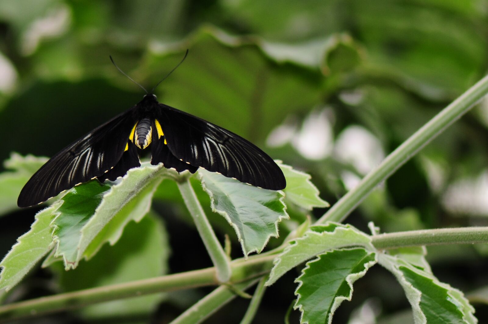 Nikon D300 sample photo. Butterfly, nature, insect photography