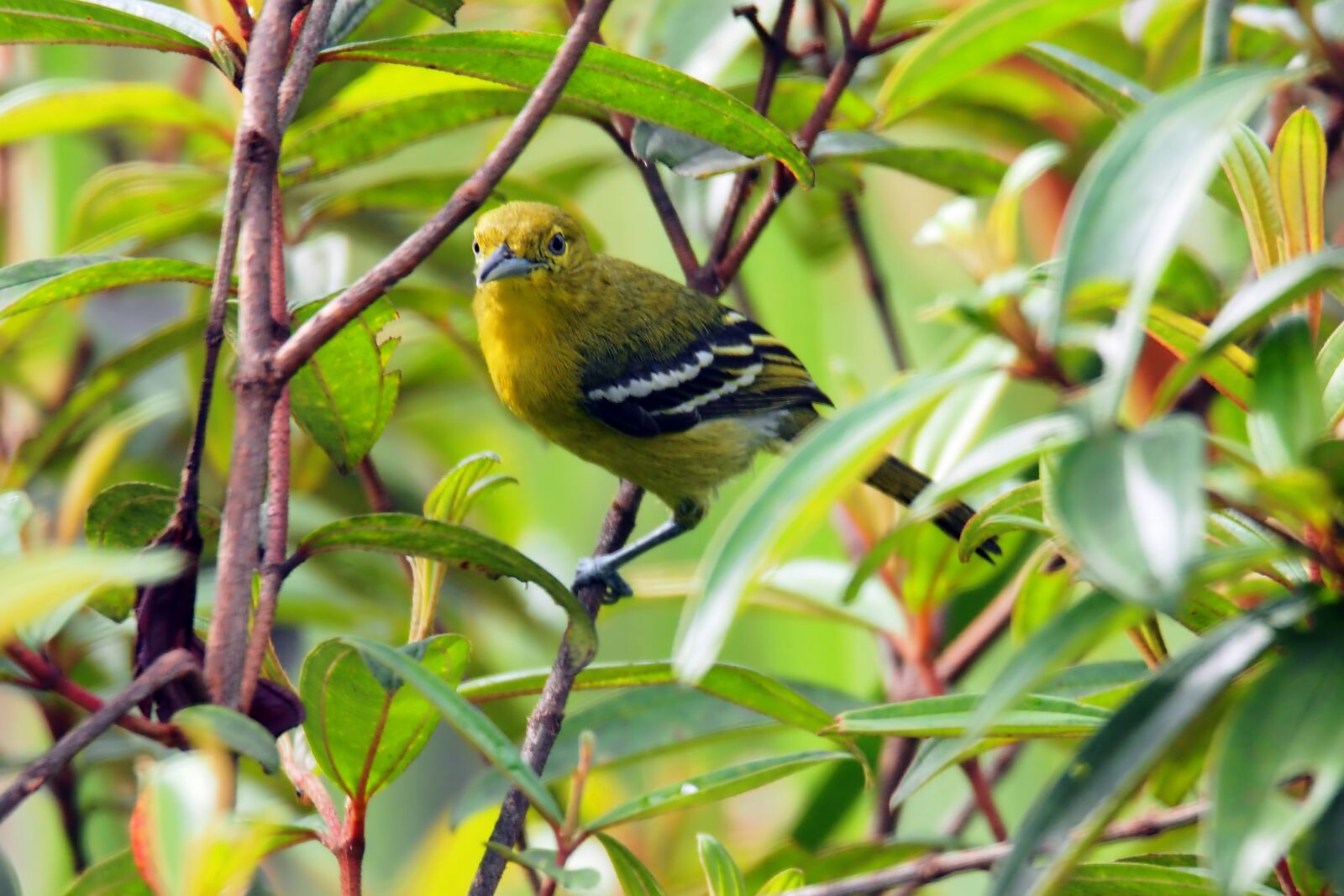 Olympus OM-D E-M1 sample photo. Juvenile common iora, wild photography