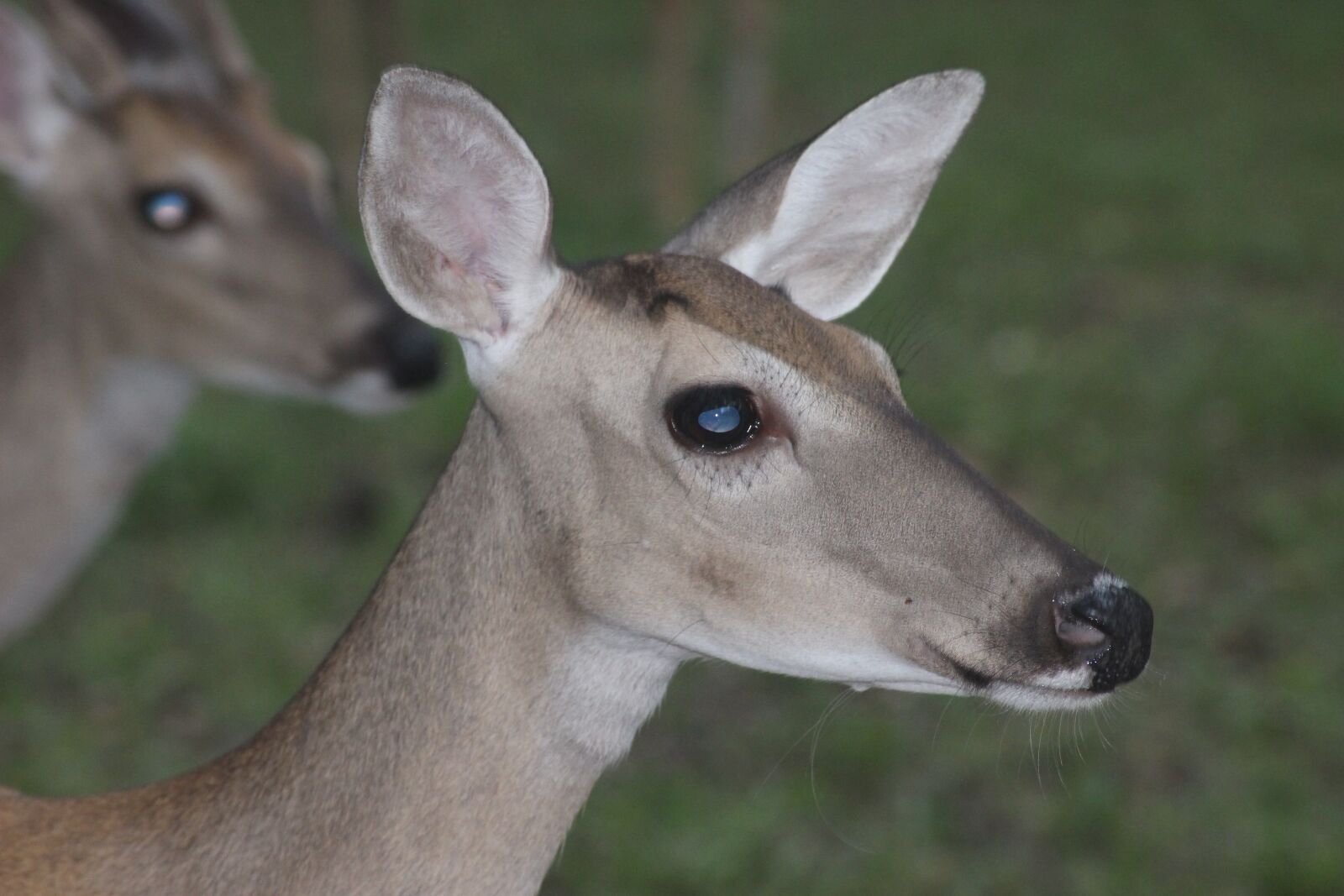 Canon EOS 100D (EOS Rebel SL1 / EOS Kiss X7) sample photo. Deer, doe, nature photography
