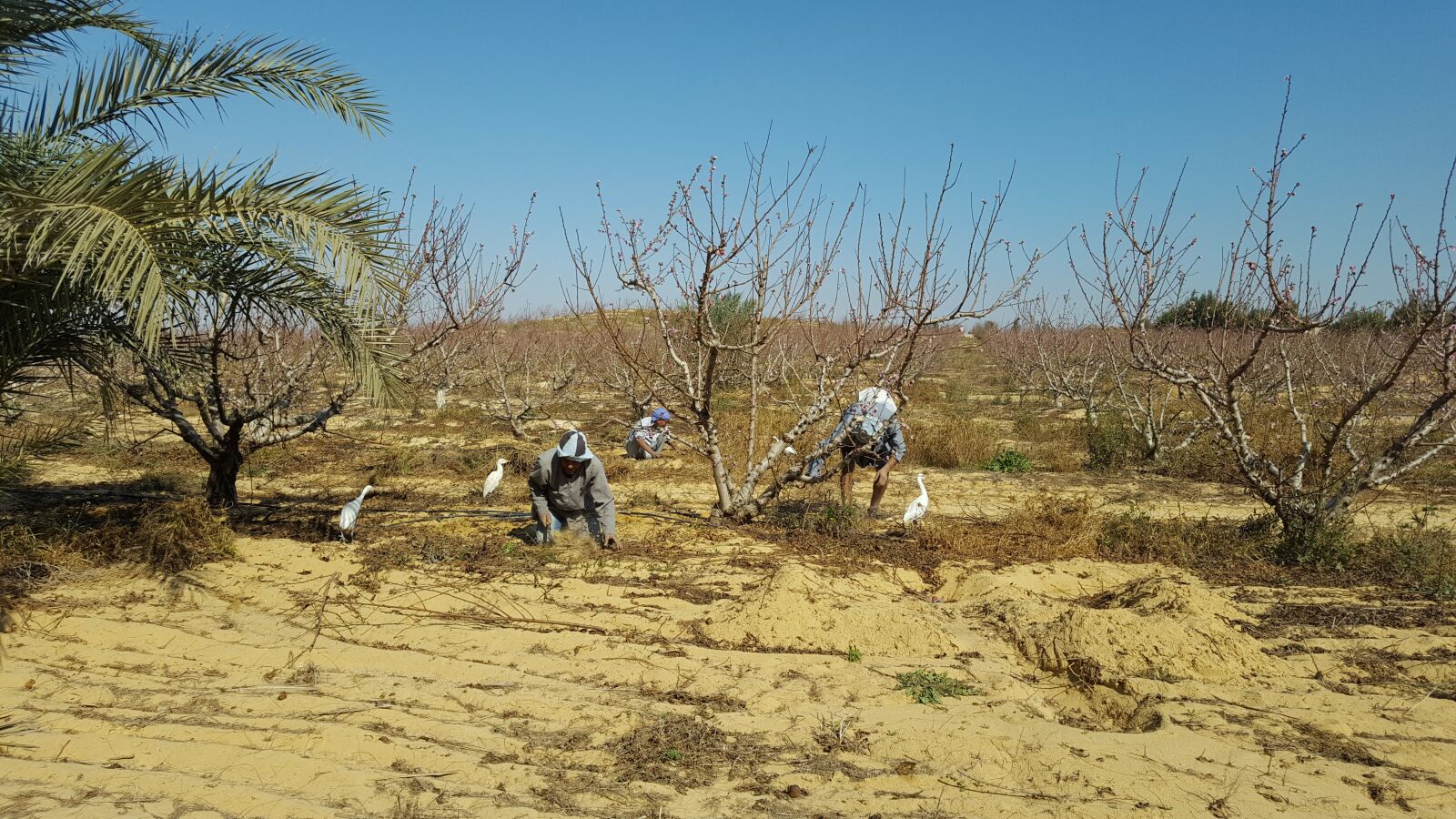 Samsung GALAXY S6 edge sample photo. Egypt, farming photography