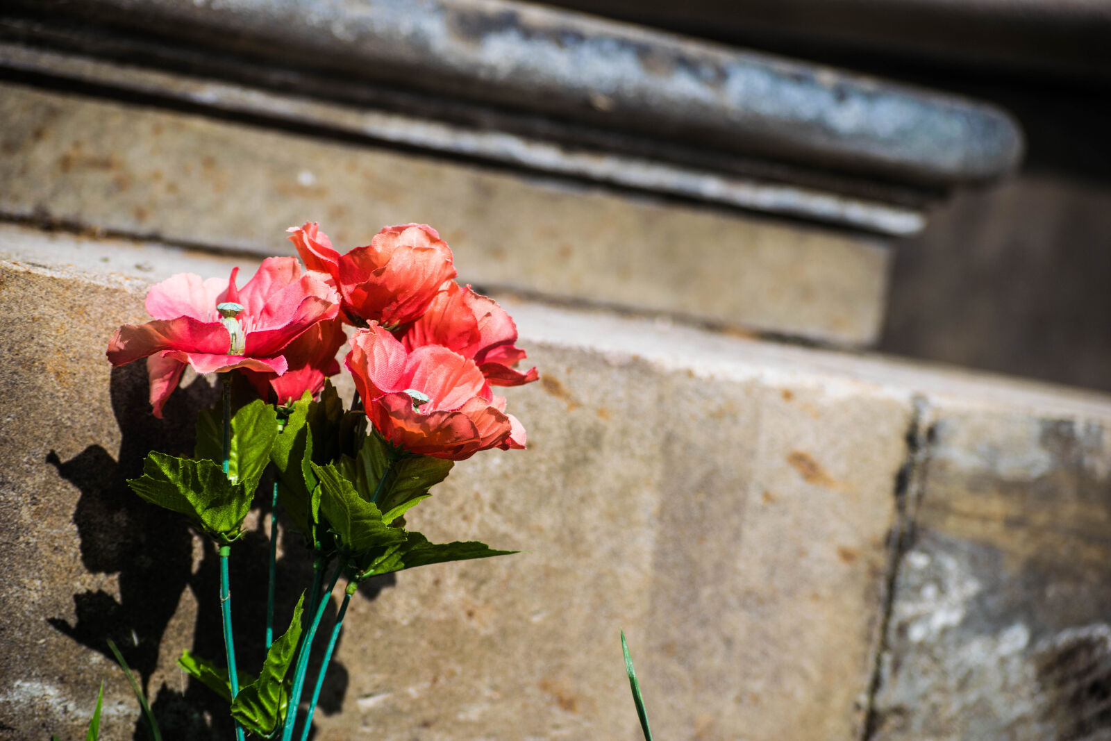 Nikon D3300 sample photo. Flower photography