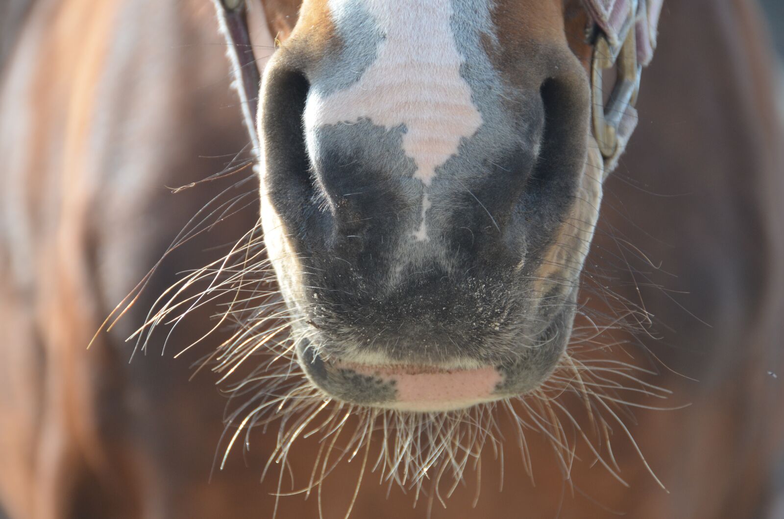 Nikon D5100 sample photo. Horse, nose, sneb photography