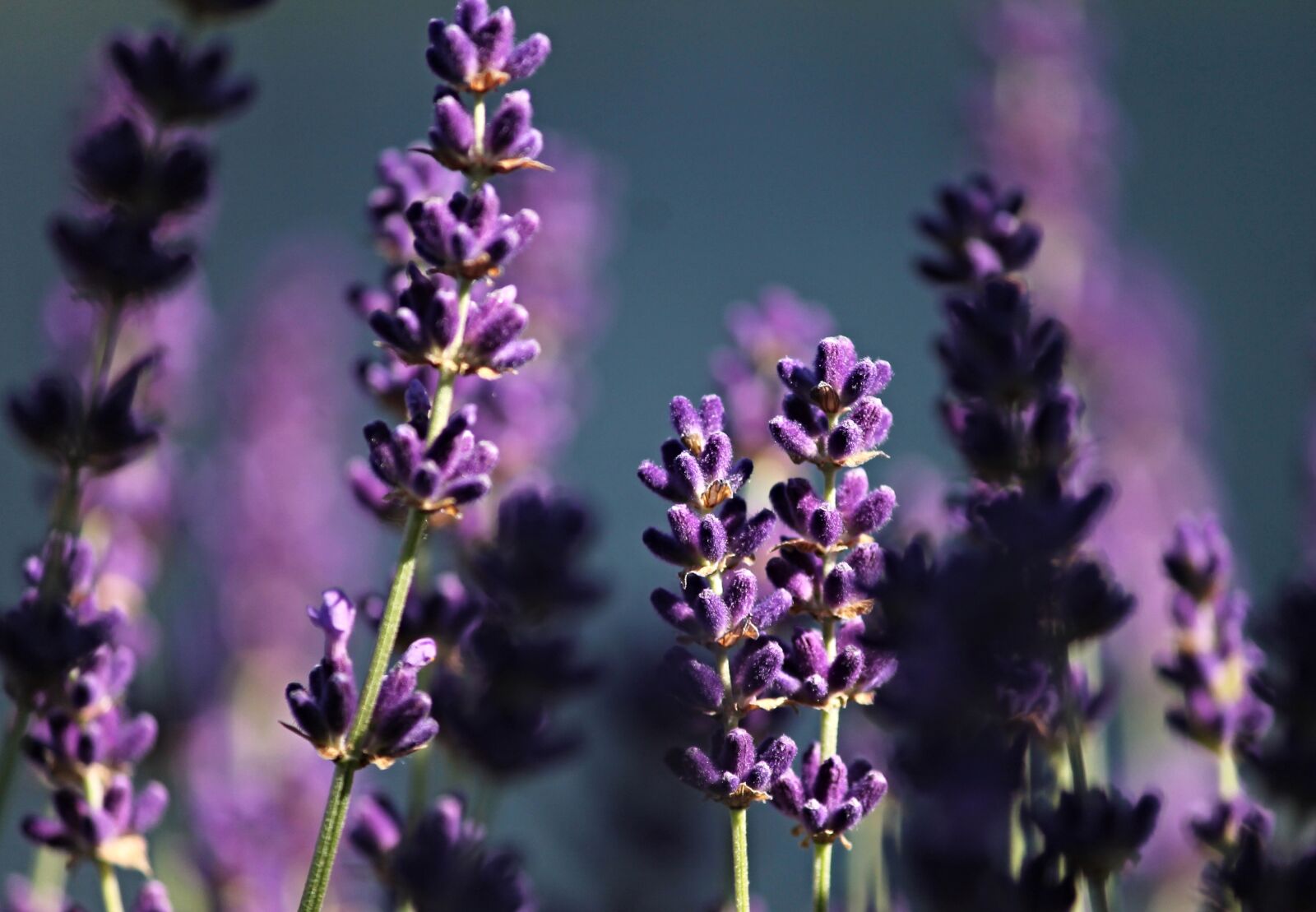 Canon EOS 1100D (EOS Rebel T3 / EOS Kiss X50) sample photo. Lavender, purple, violet photography