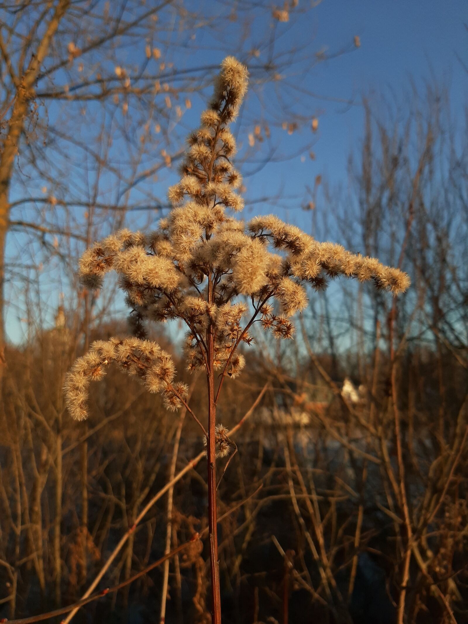 Samsung Galaxy A50 sample photo. Plant, grass, swamp photography