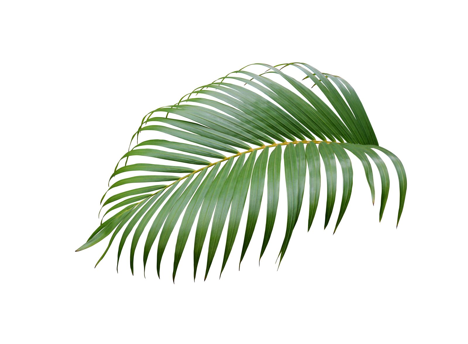 Canon EOS 700D (EOS Rebel T5i / EOS Kiss X7i) sample photo. Palm, leaf, tropical photography