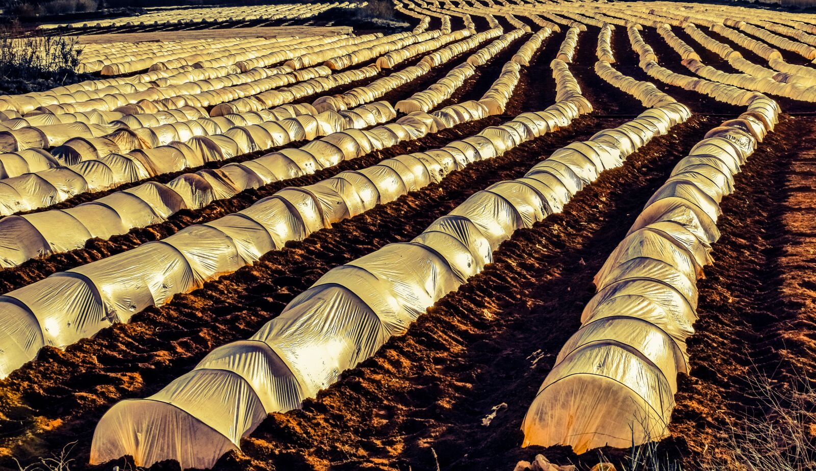 Nikon D3300 sample photo. Farm, agriculture, field photography
