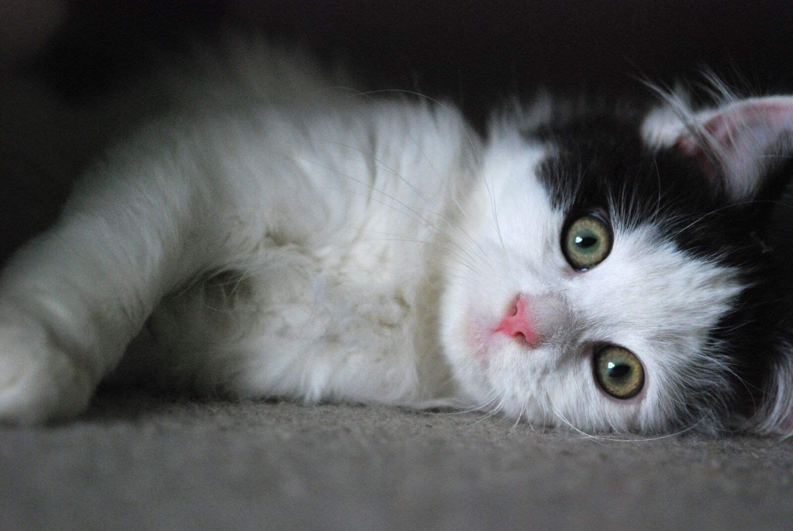 Nikon D80 sample photo. Kitten, cat, cute photography