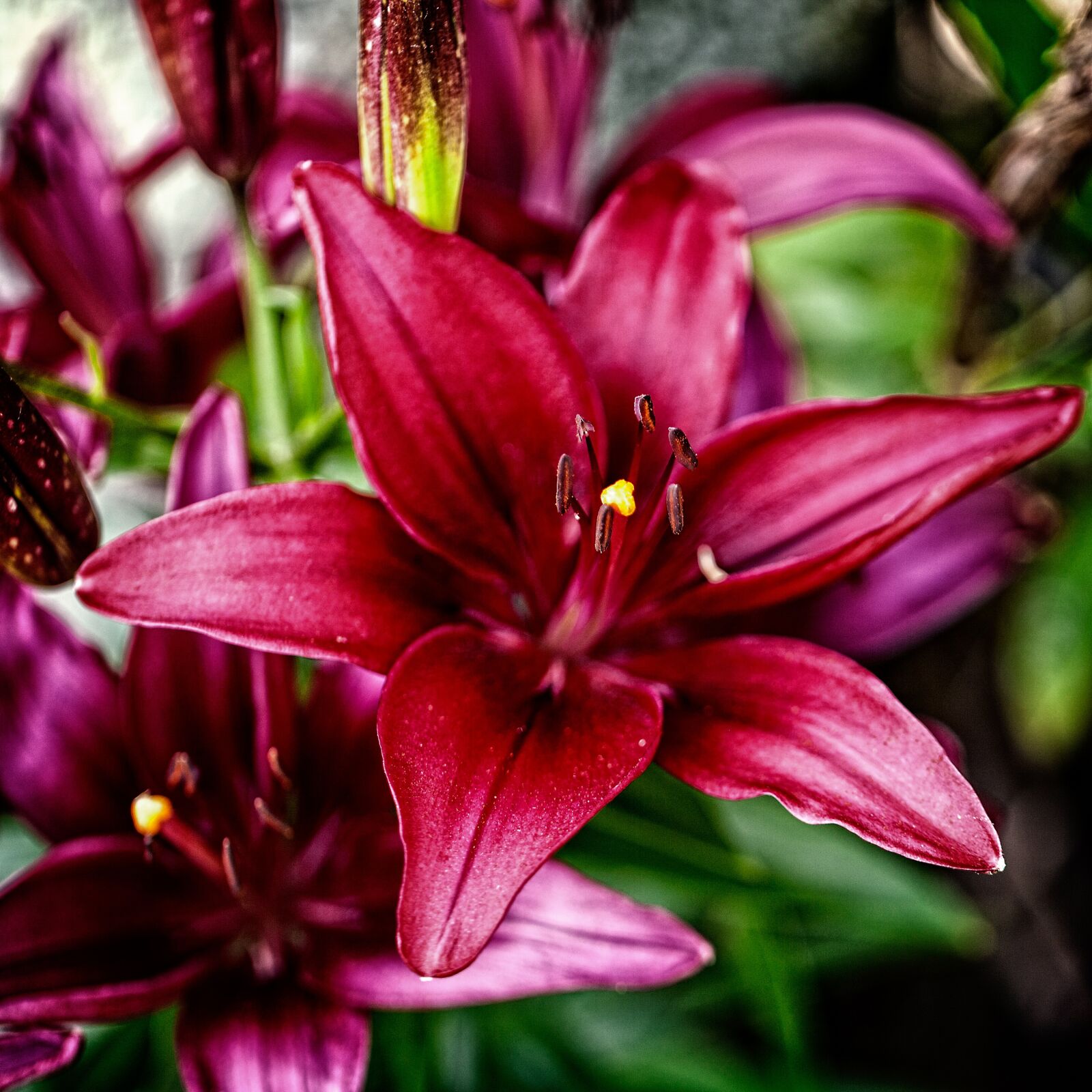 Canon EF 100mm F2.8L Macro IS USM sample photo. Lily, summer, close up photography