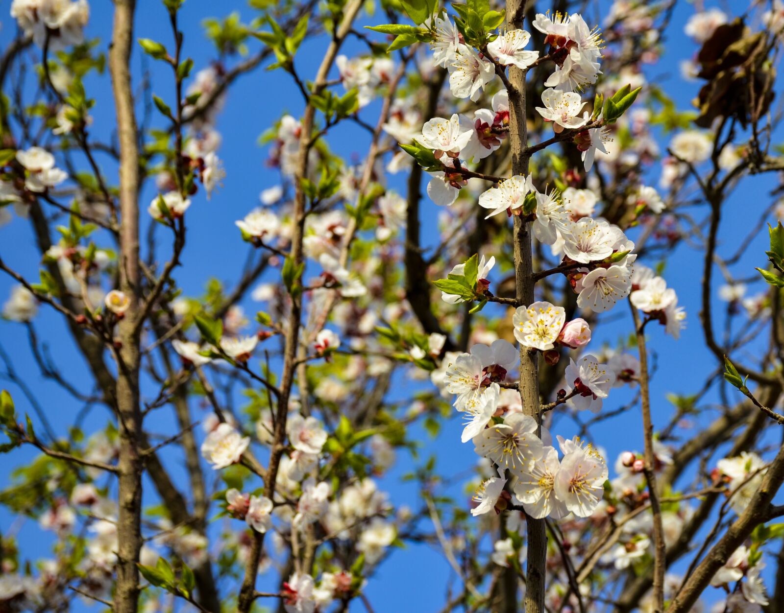 Nikon D7000 sample photo. Spring, blooming, bloom photography
