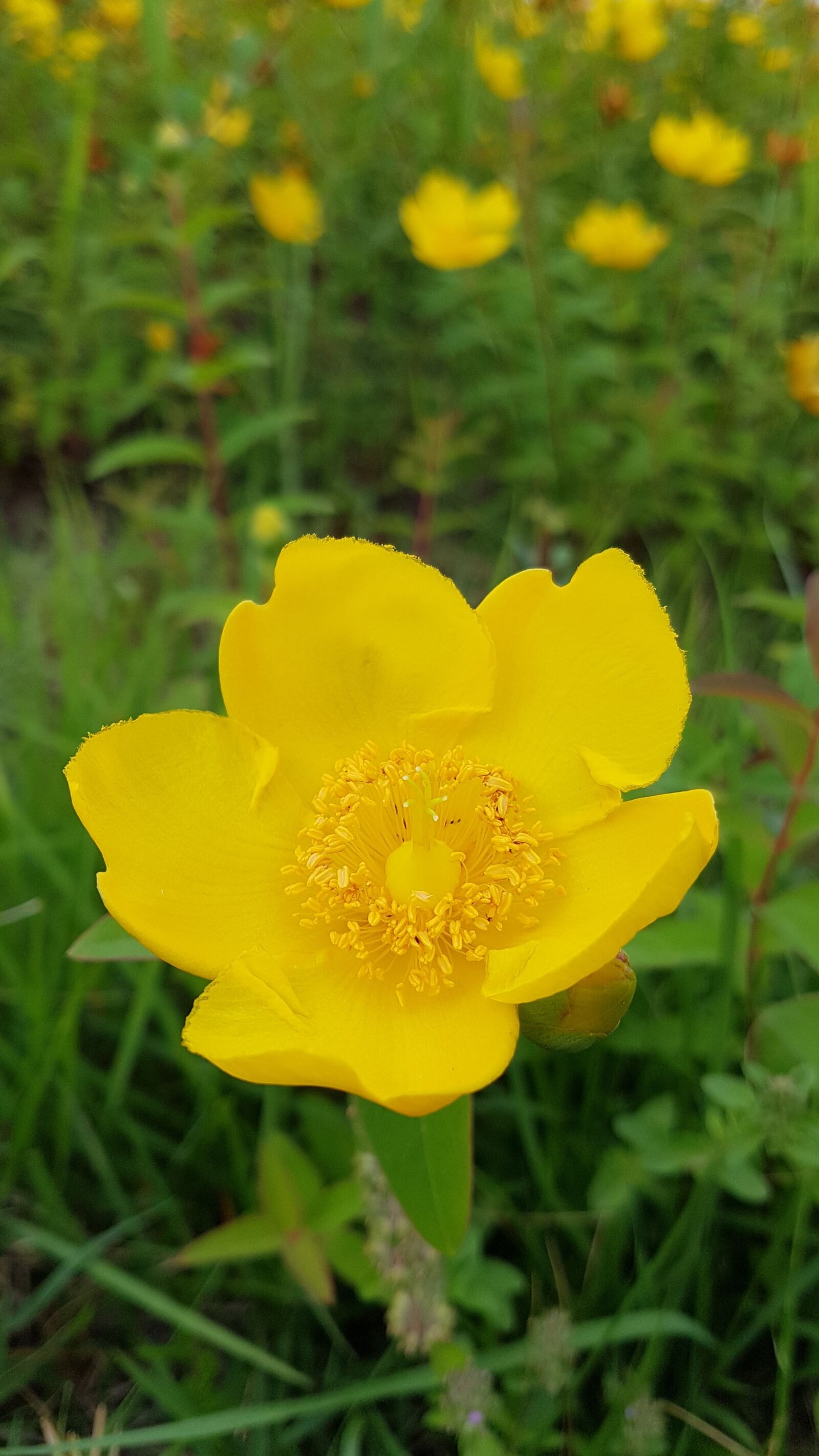 Samsung Galaxy S7 Edge sample photo. Aaron's beard flowers, aaron's photography
