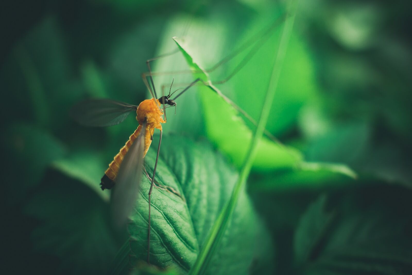 Nikon D7100 sample photo. Close-up, green, insect photography