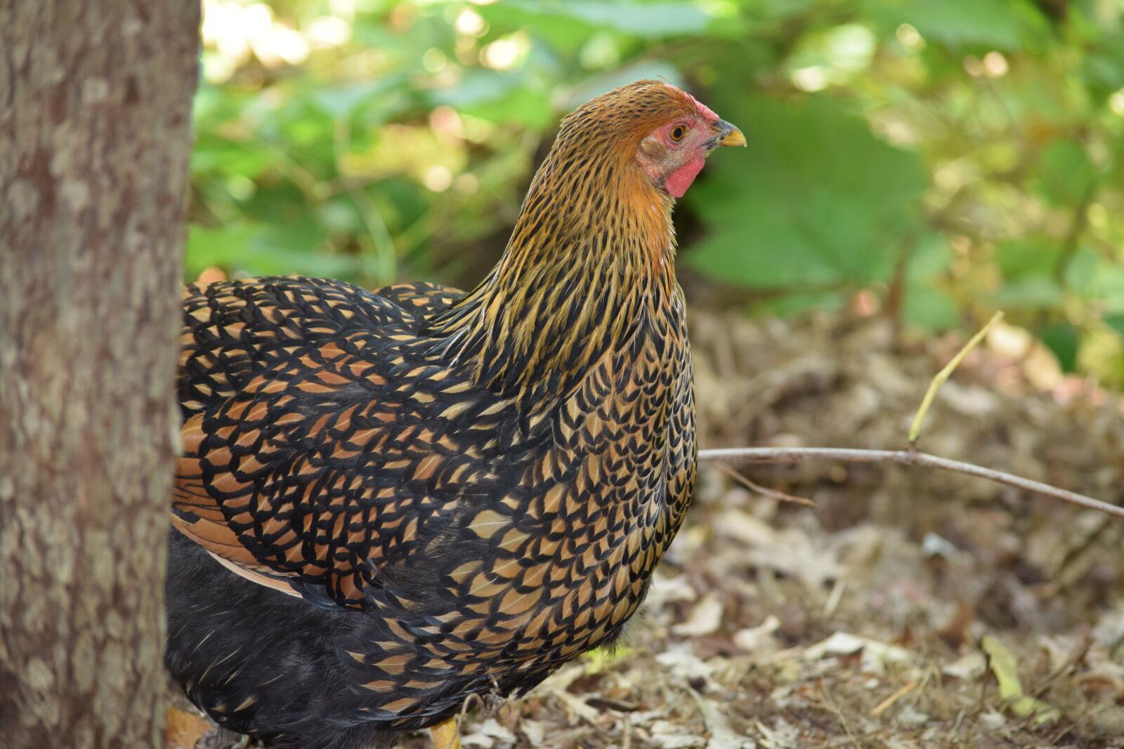 Nikon D5300 sample photo. Fowl, hen, chicken photography