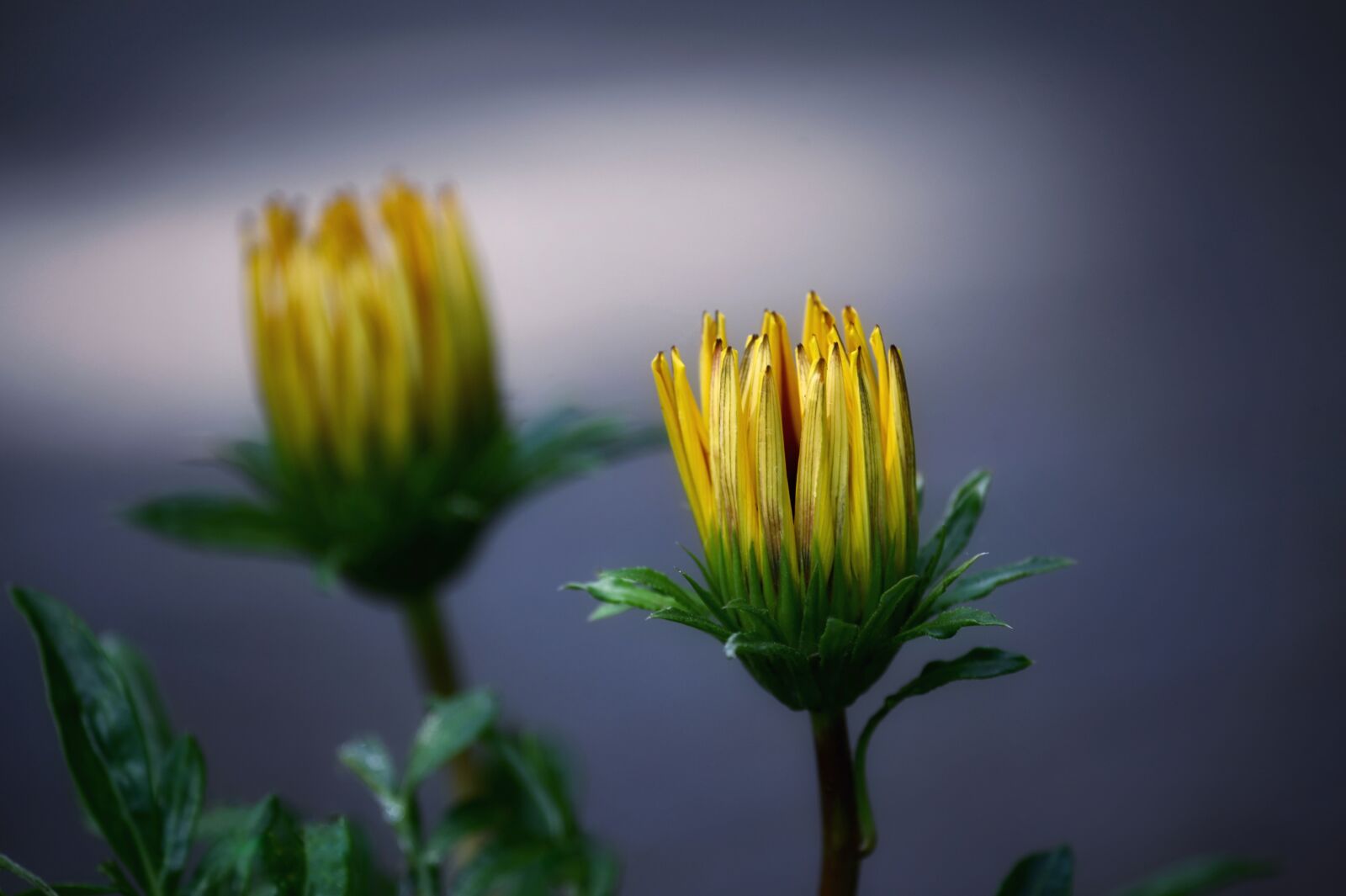 Nikon Z6 sample photo. Marguerite, flower, blossom photography