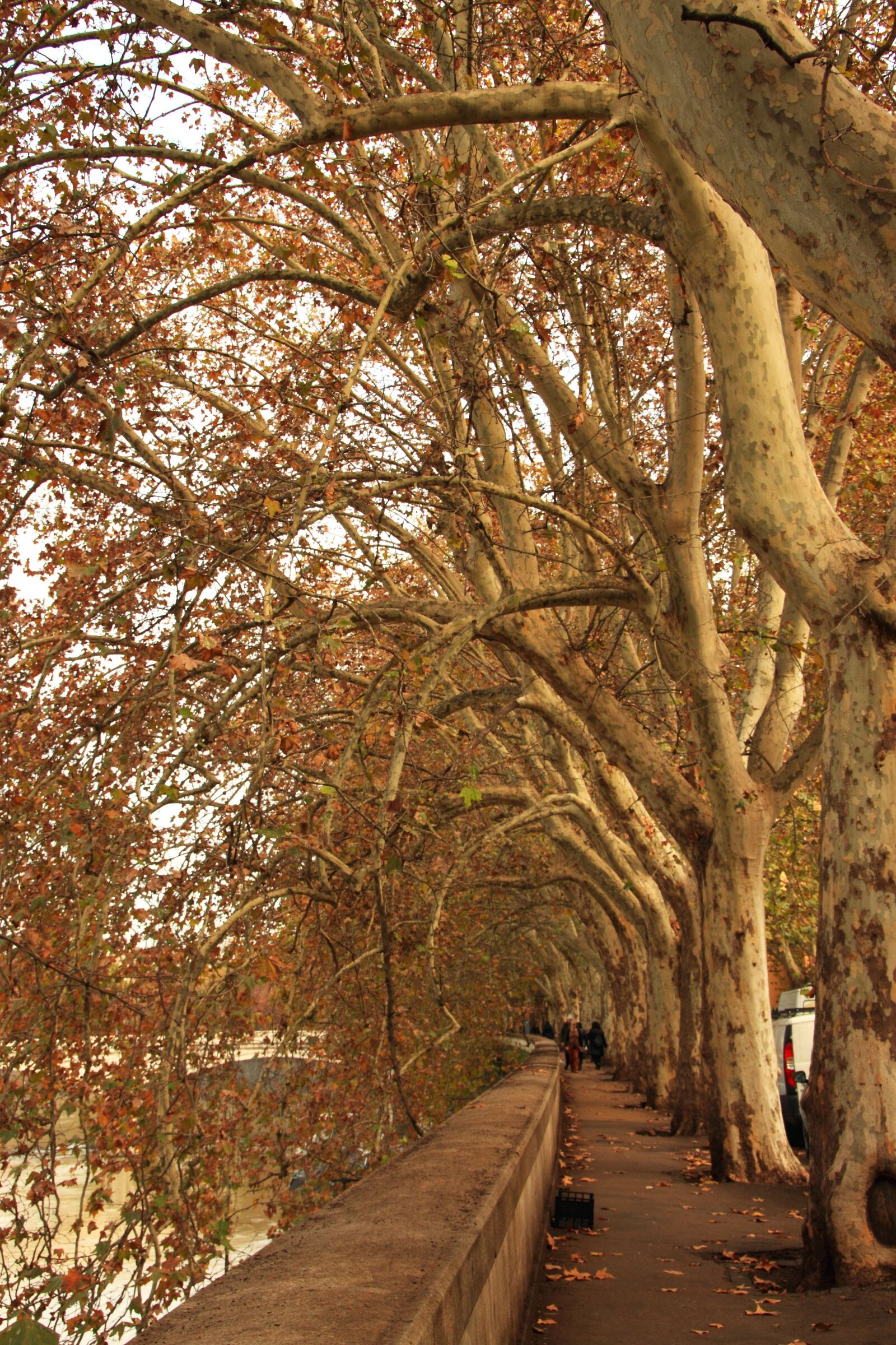Canon EOS 500D (EOS Rebel T1i / EOS Kiss X3) sample photo. Travel, landscape, trees photography