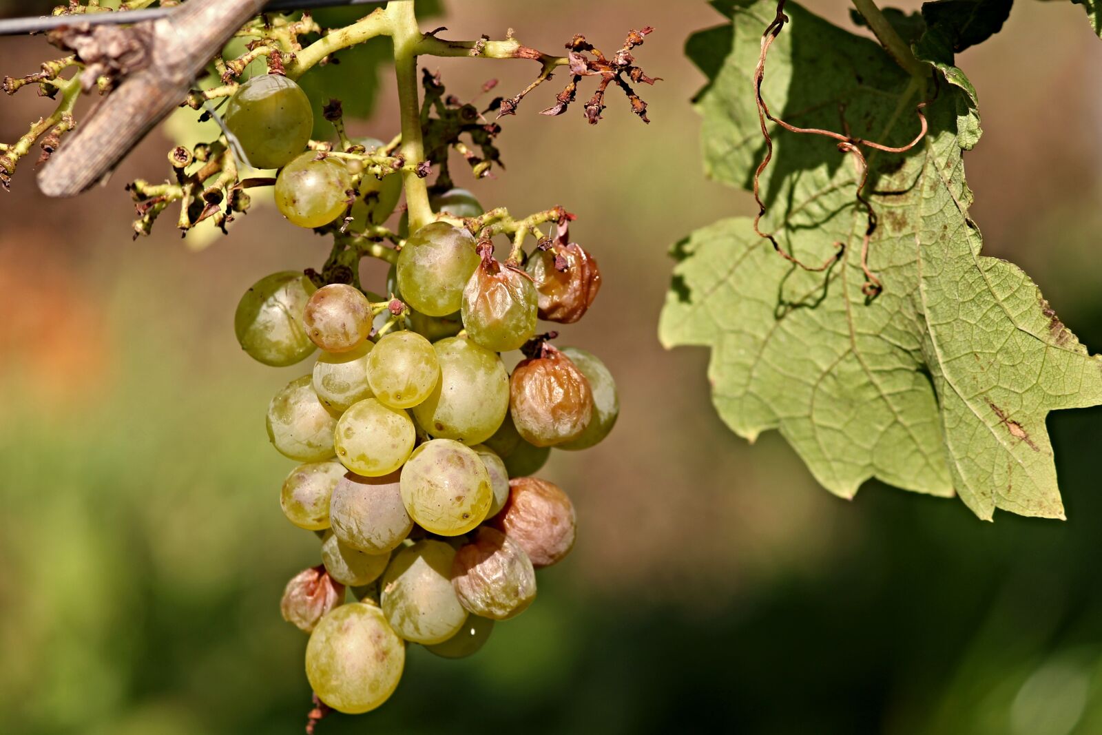 Canon EOS 1100D (EOS Rebel T3 / EOS Kiss X50) sample photo. Grape, vine, wine photography