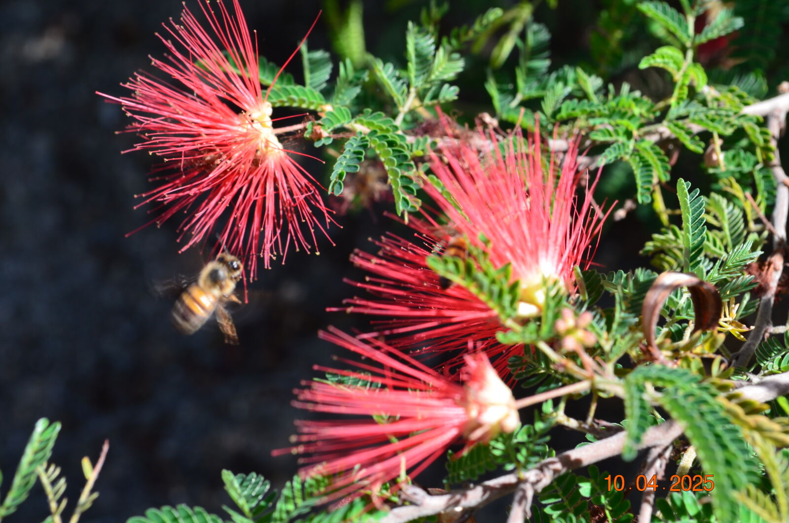 Nikon D5100 sample photo