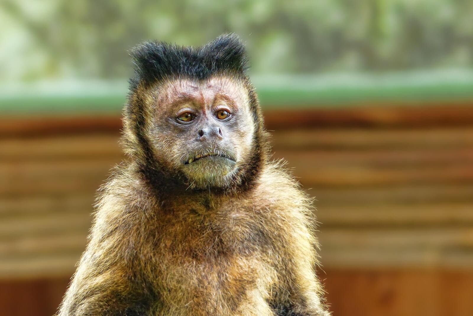 Panasonic Lumix DMC-FZ200 sample photo. Animal world, monkey, animal photography