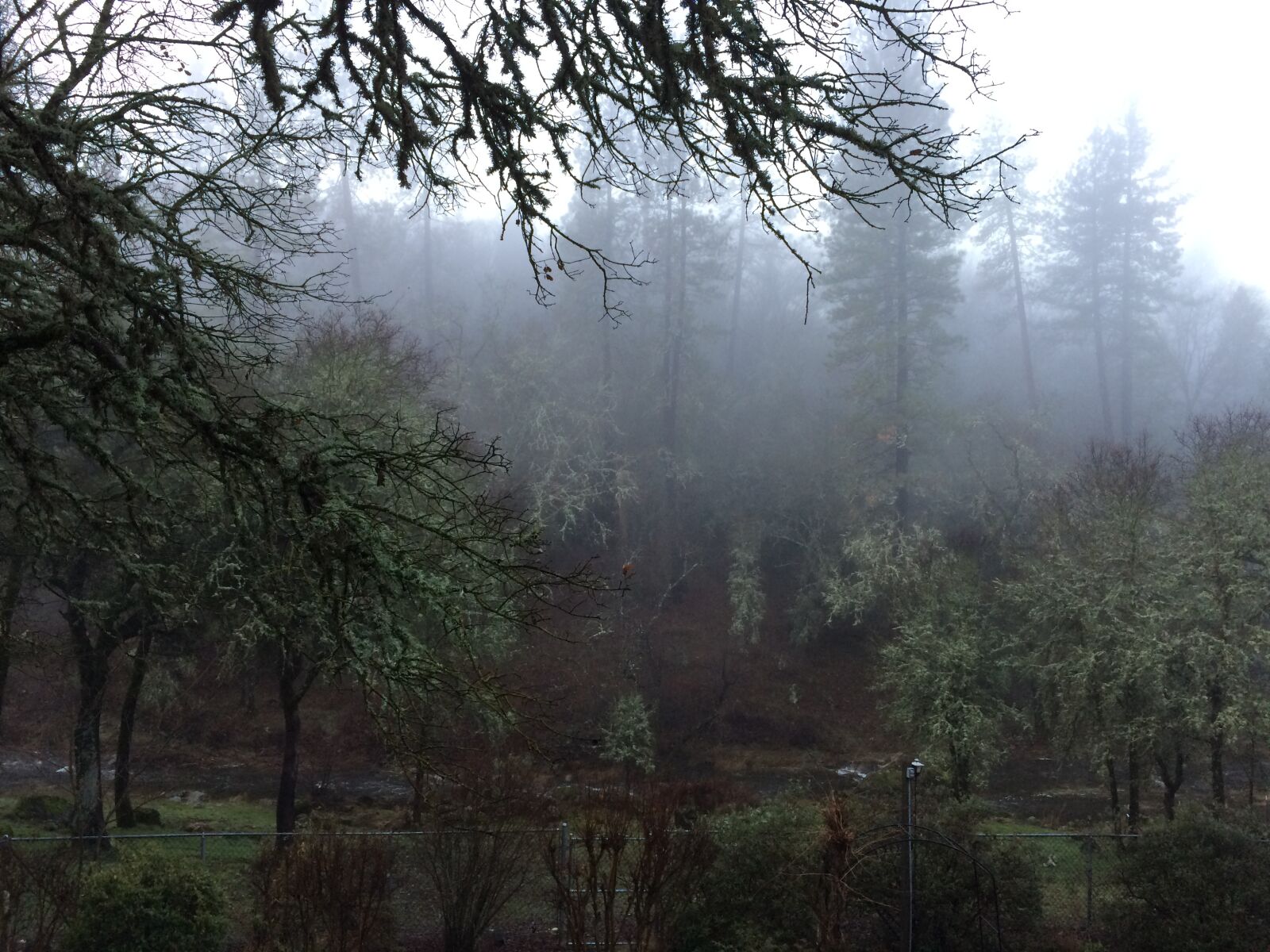 iPhone 5s back camera 4.15mm f/2.2 sample photo. Mist, trees, fog photography