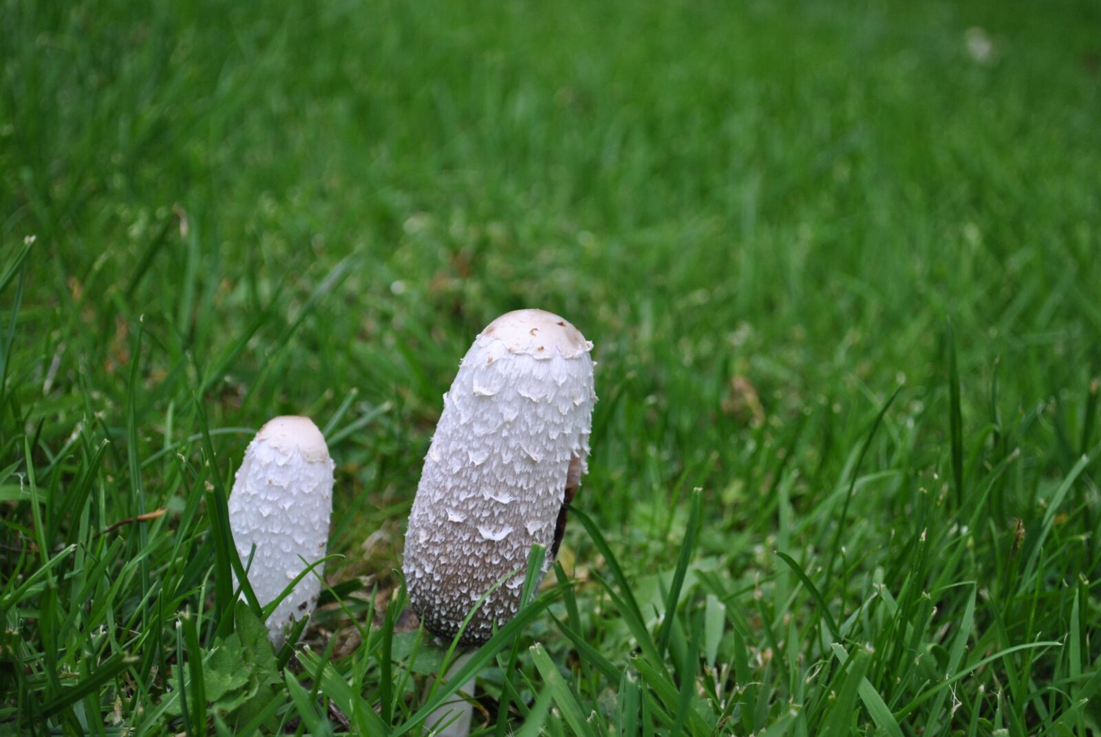 Nikon D3000 sample photo. Mushroom, garden, nature photography