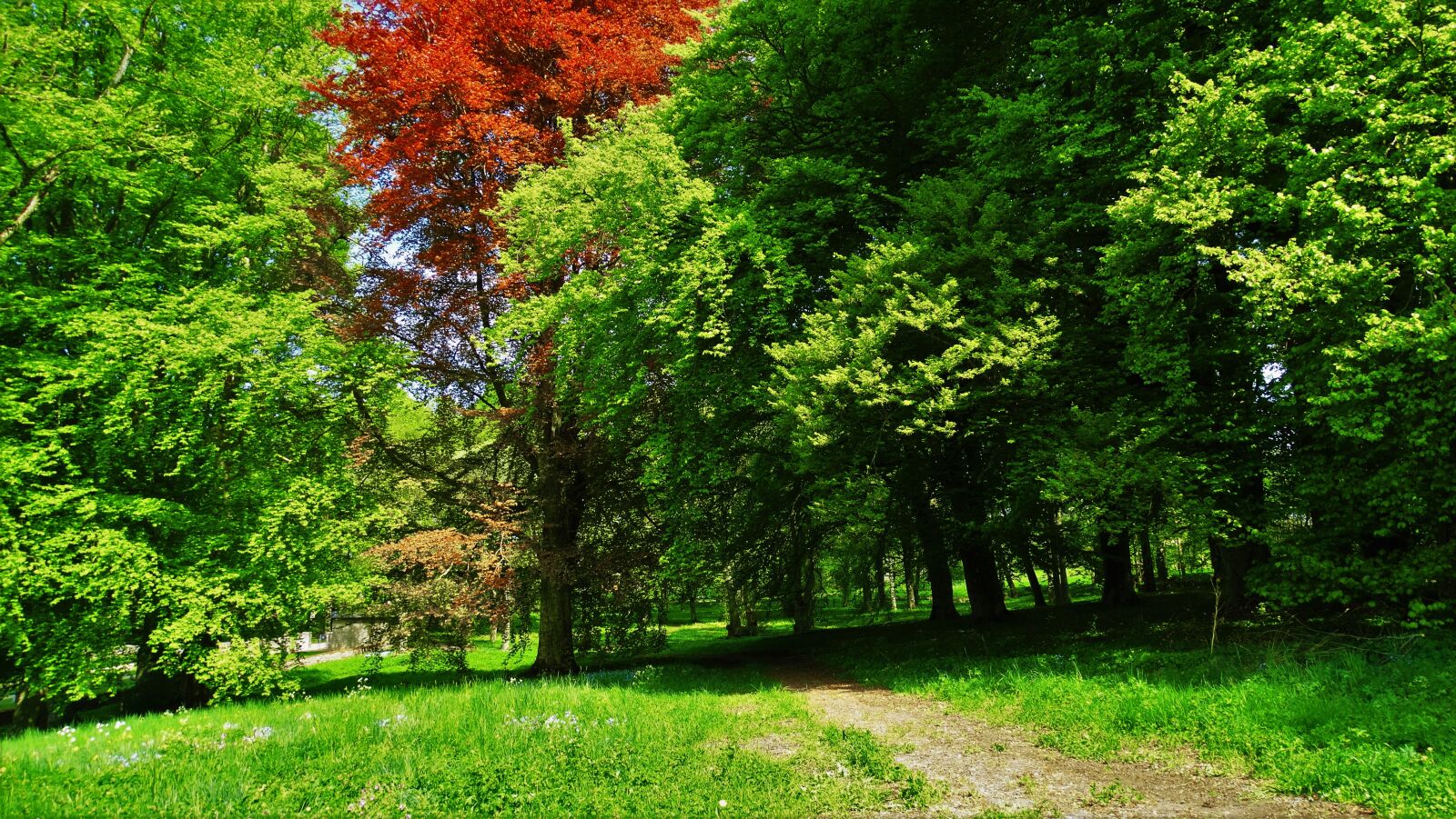 Sony Cyber-shot DSC-HX300 sample photo. Woods, forest, trees photography