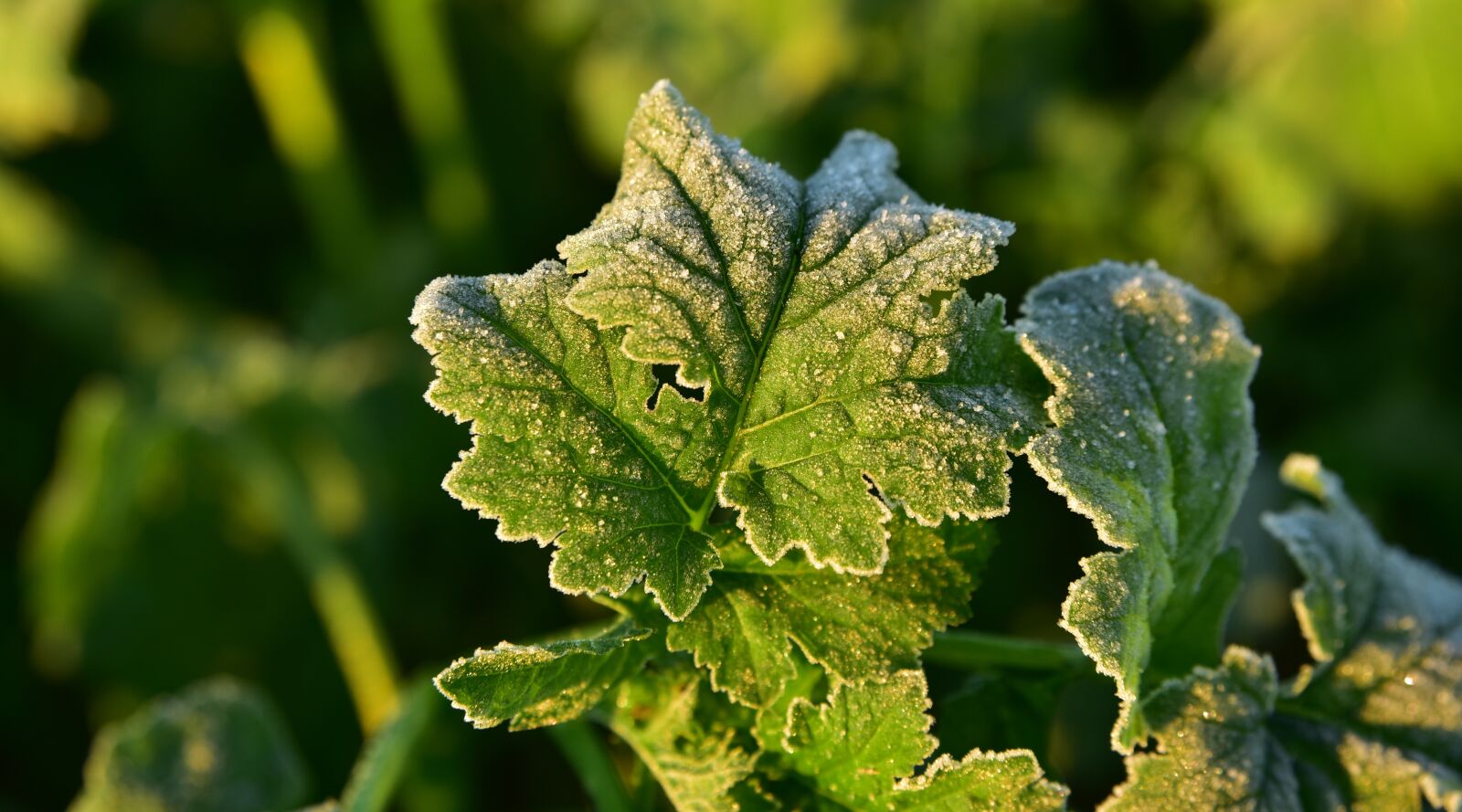 Nikon D750 sample photo. Leaf, frost, green photography