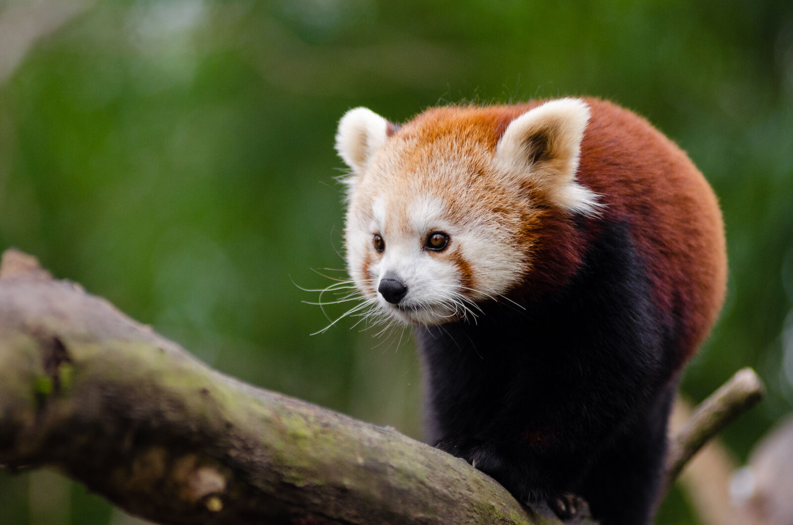 AF Zoom-Nikkor 80-200mm f/2.8 ED sample photo