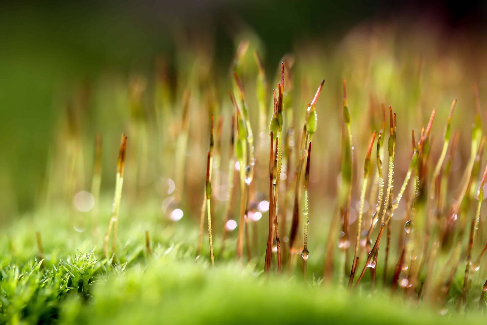 Canon EOS 1100D (EOS Rebel T3 / EOS Kiss X50) sample photo. Lawn, leaf, nature, moss photography