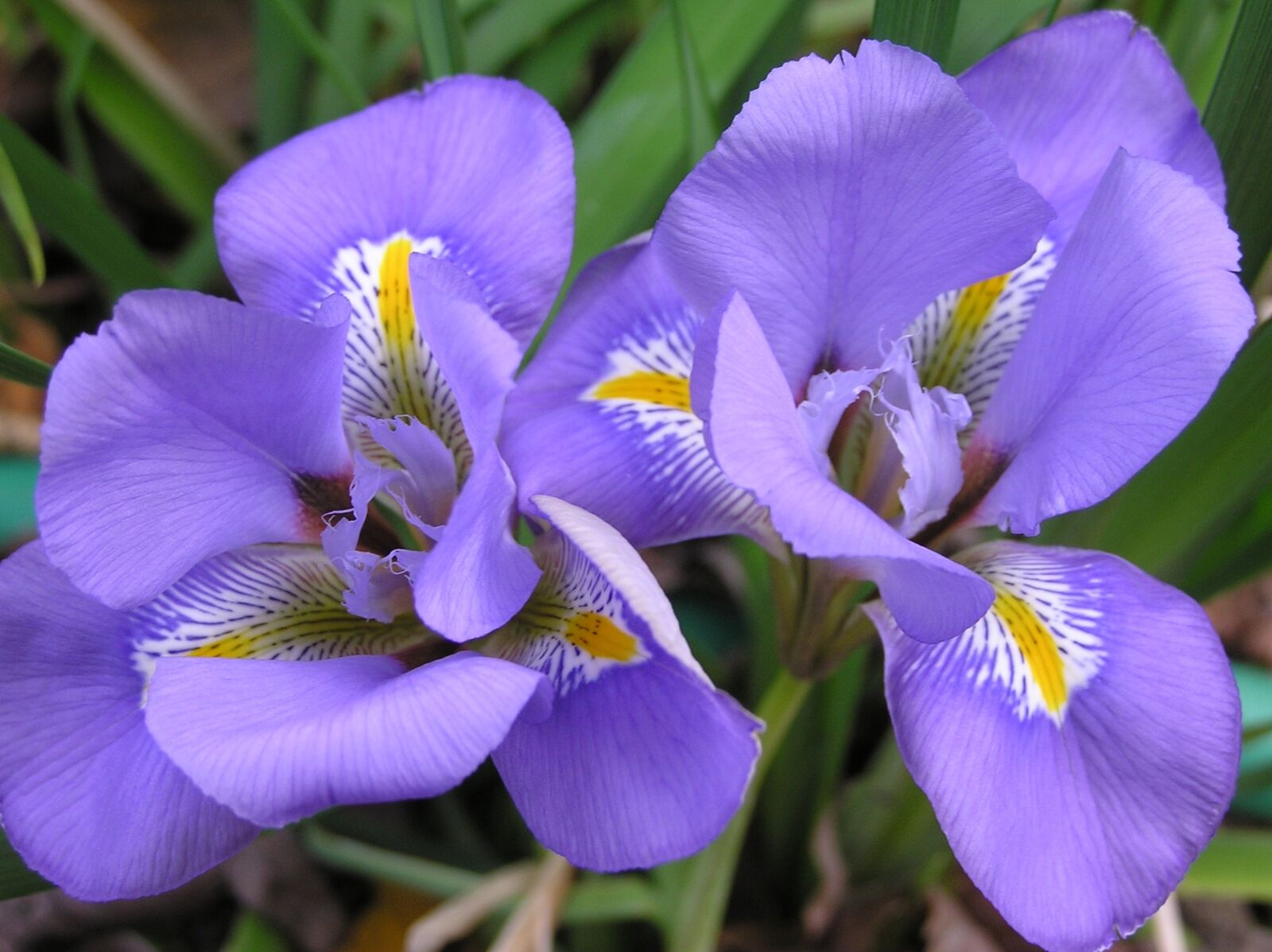 Olympus C750UZ sample photo. Iris, mauve, flower photography