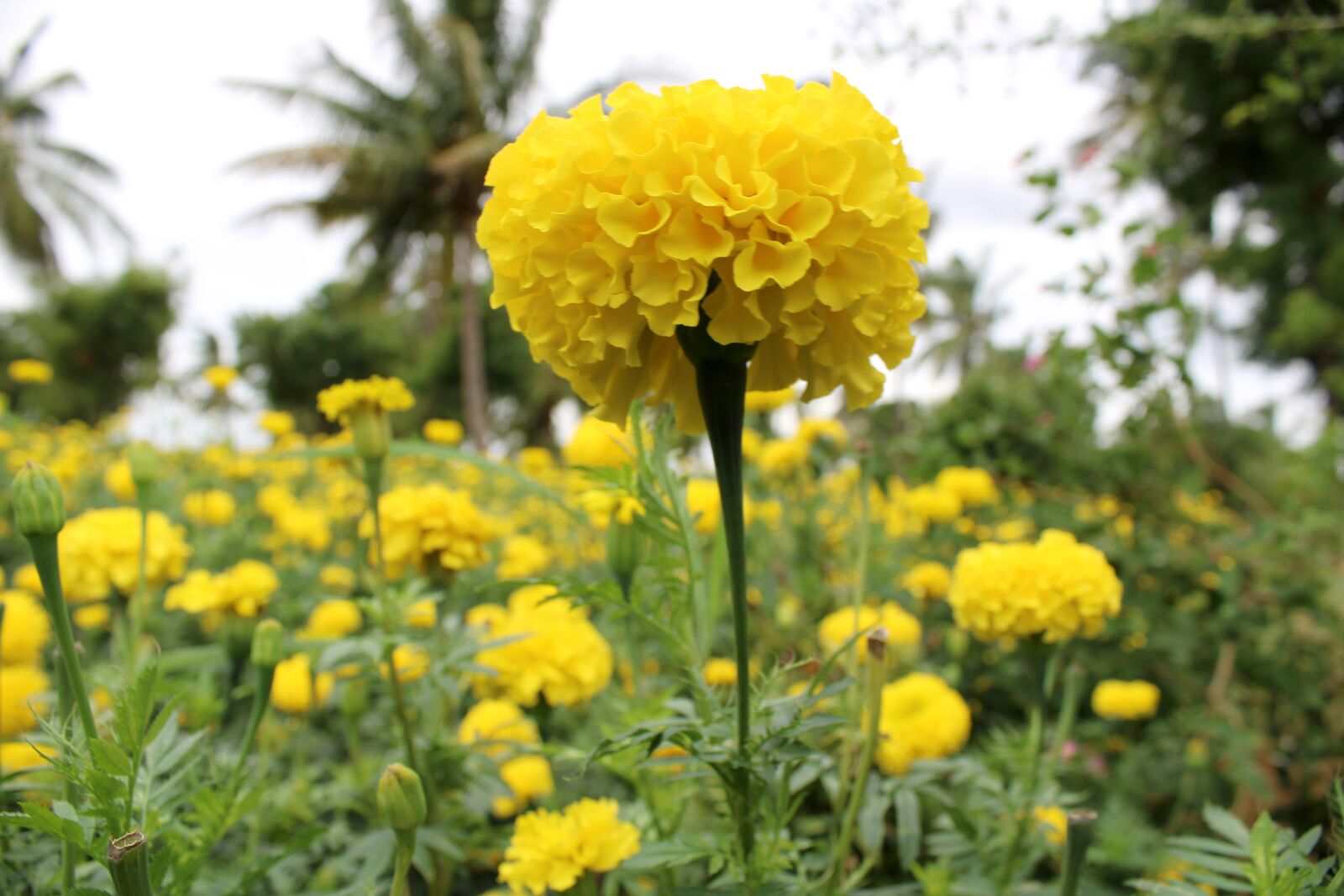Canon EOS 2000D (EOS Rebel T7 / EOS Kiss X90 / EOS 1500D) sample photo. The marigold flower close photography