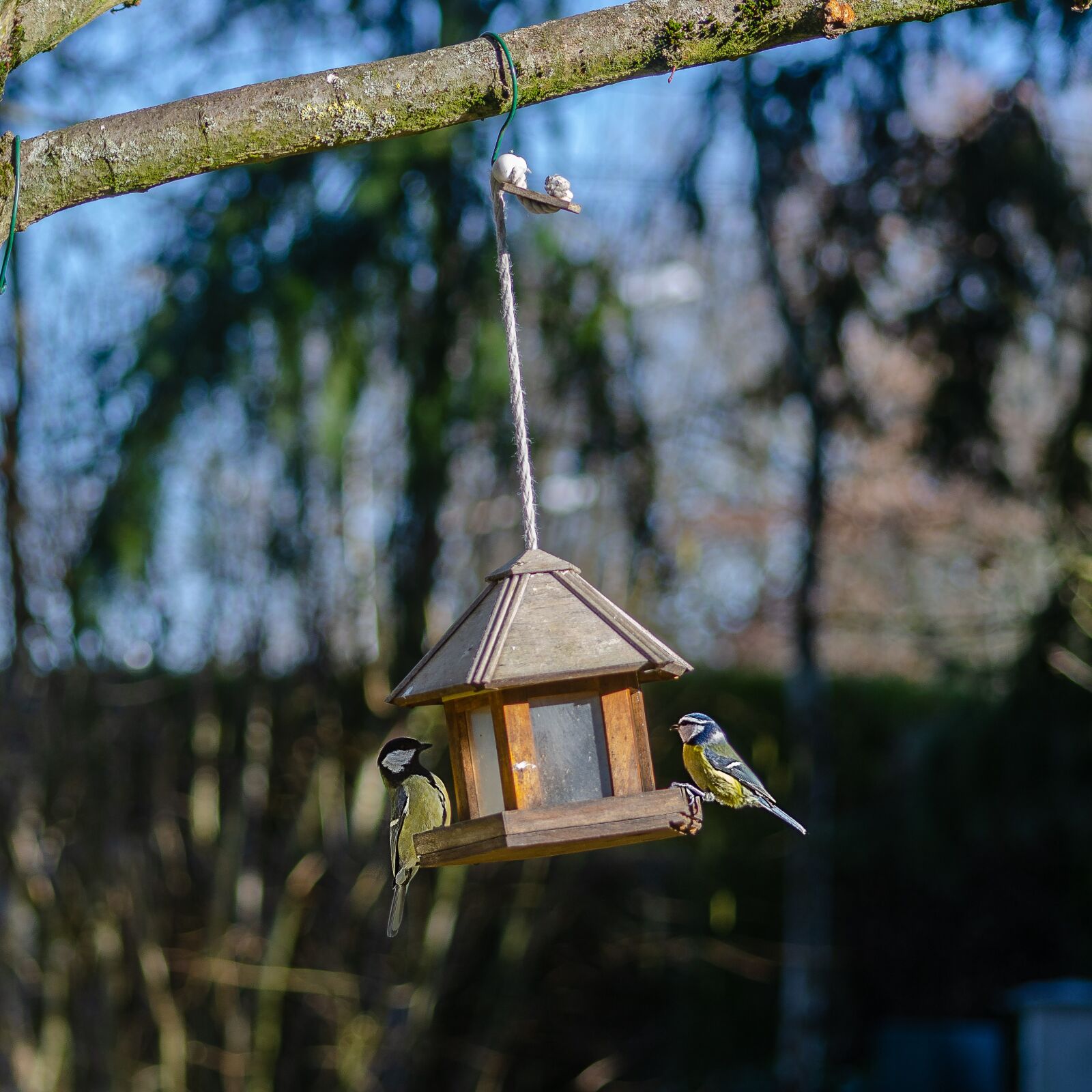 Nikon D7000 sample photo. Tit, blue, bird photography