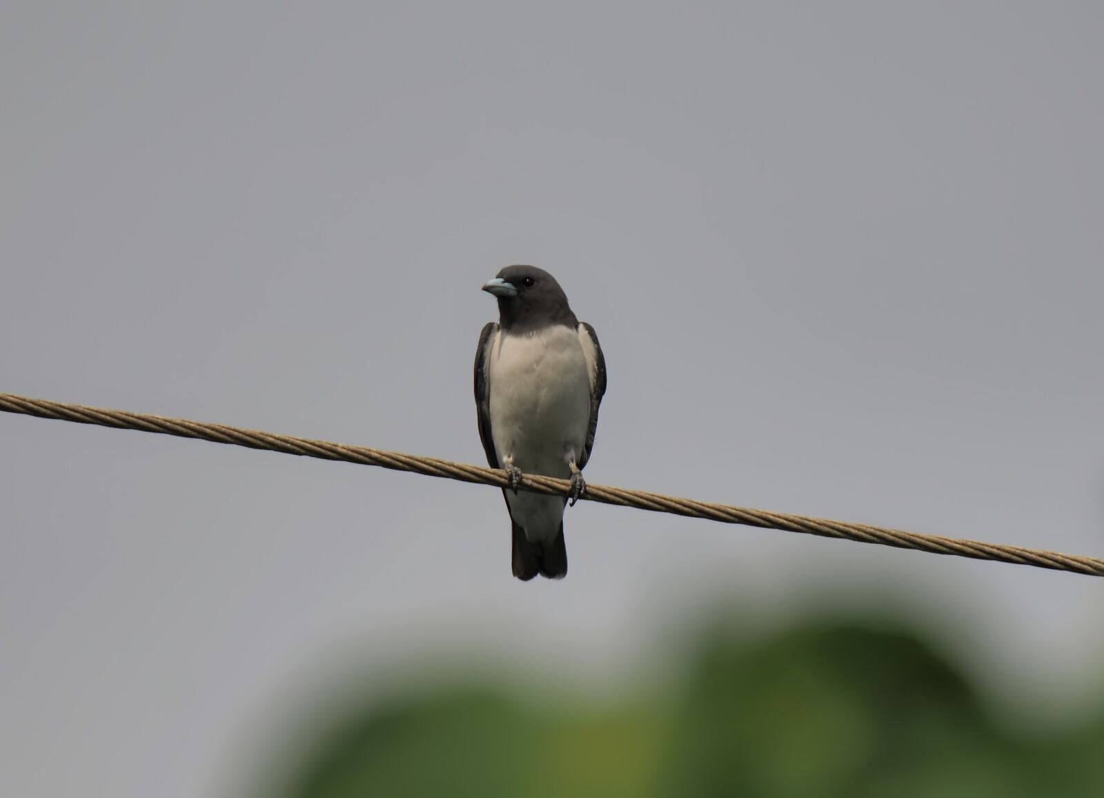 Olympus OM-D E-M1 sample photo. Bird, outdoor, wild photography