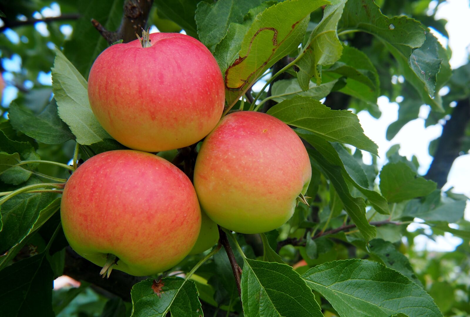 Olympus OM-D E-M10 sample photo. Apple, fruit, red photography