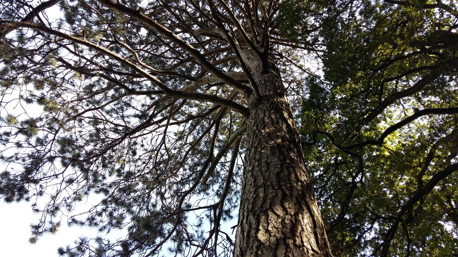 Samsung Galaxy A5 sample photo. Tree, strong, aesthetic photography